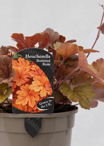 Heucherella 'Buttered Rum'