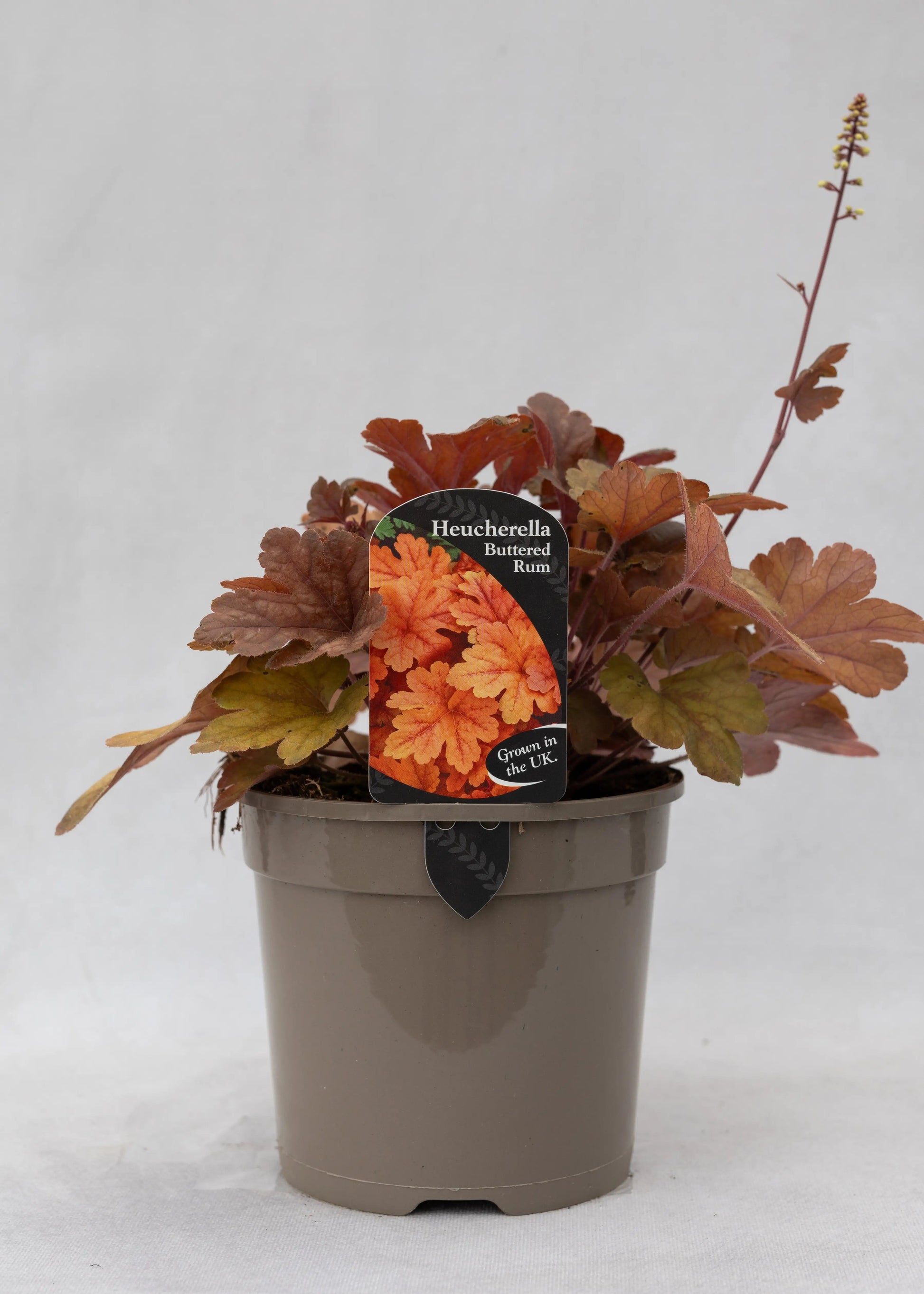 Heucherella 'Buttered Rum'