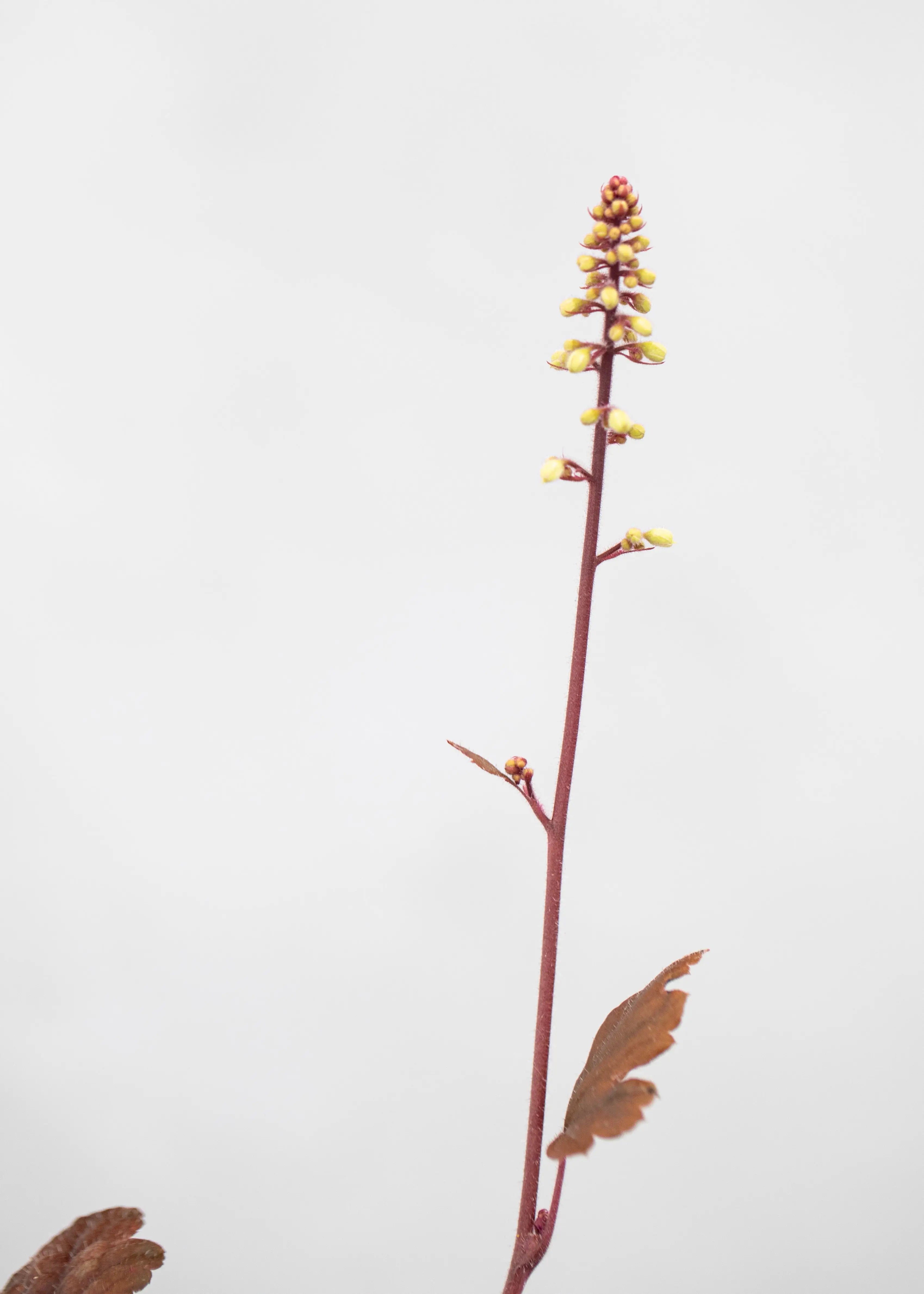 Heucherella 'Buttered Rum'