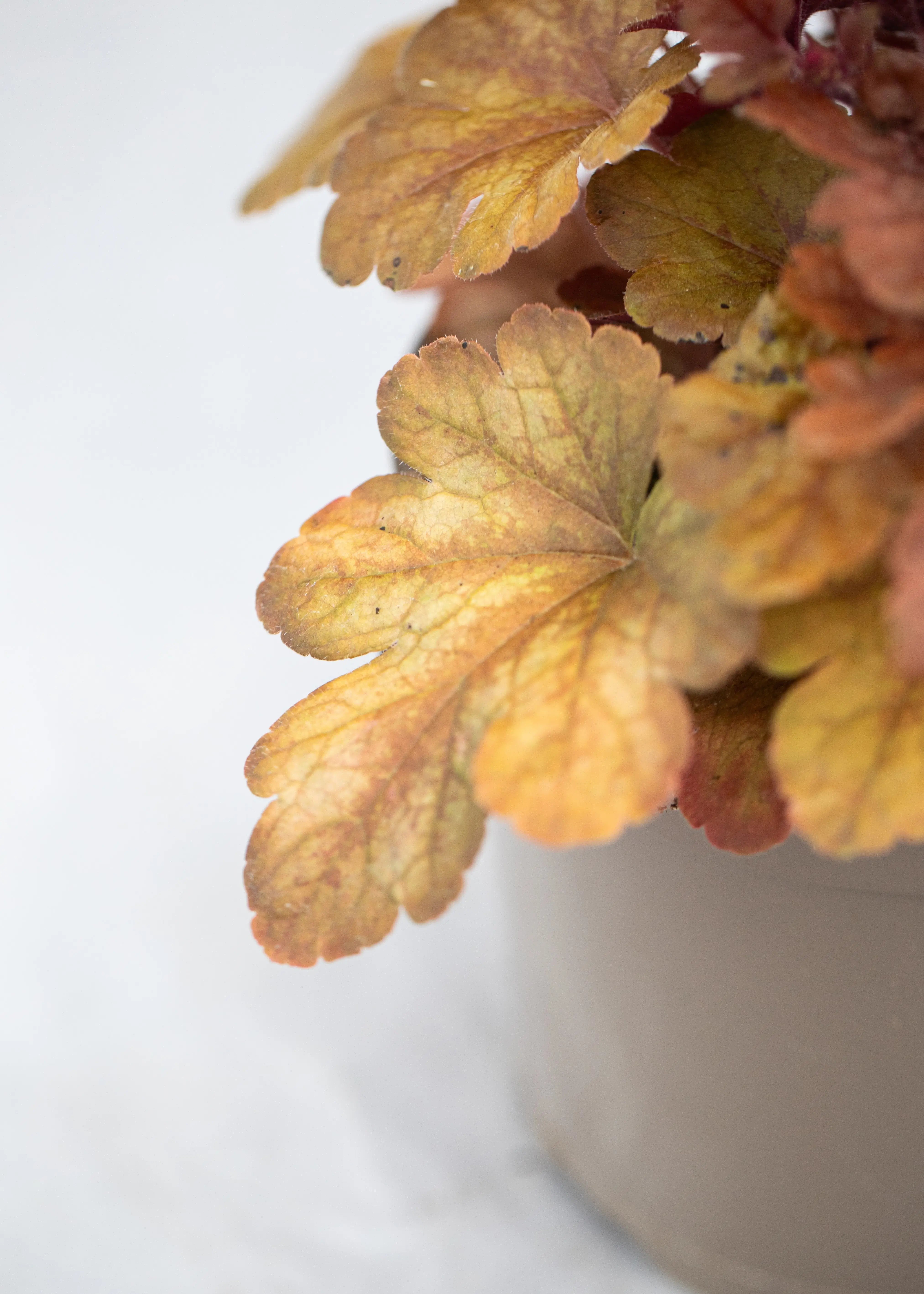 Heucherella 'Buttered Rum'