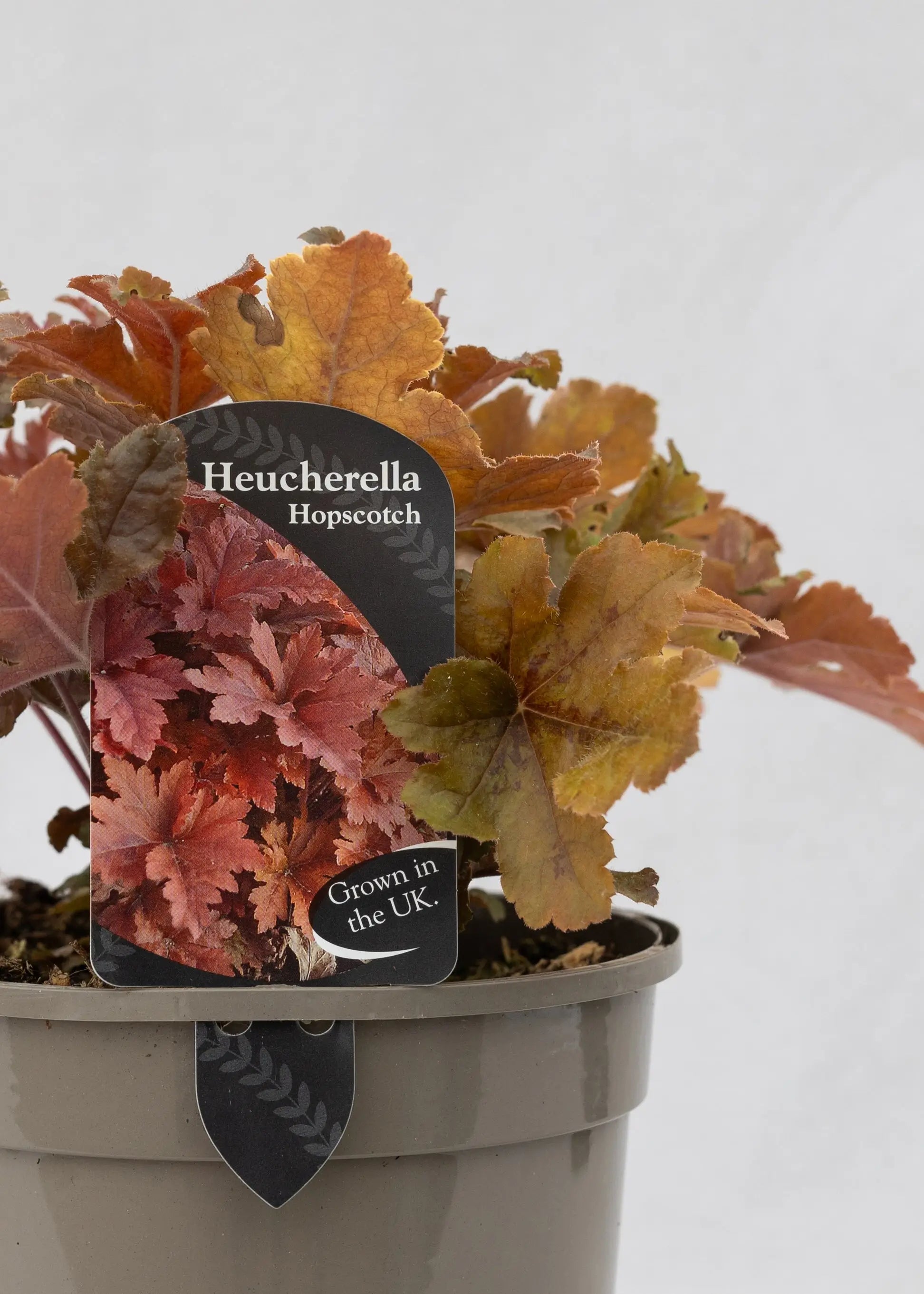 Heucherella 'Hopscotch'