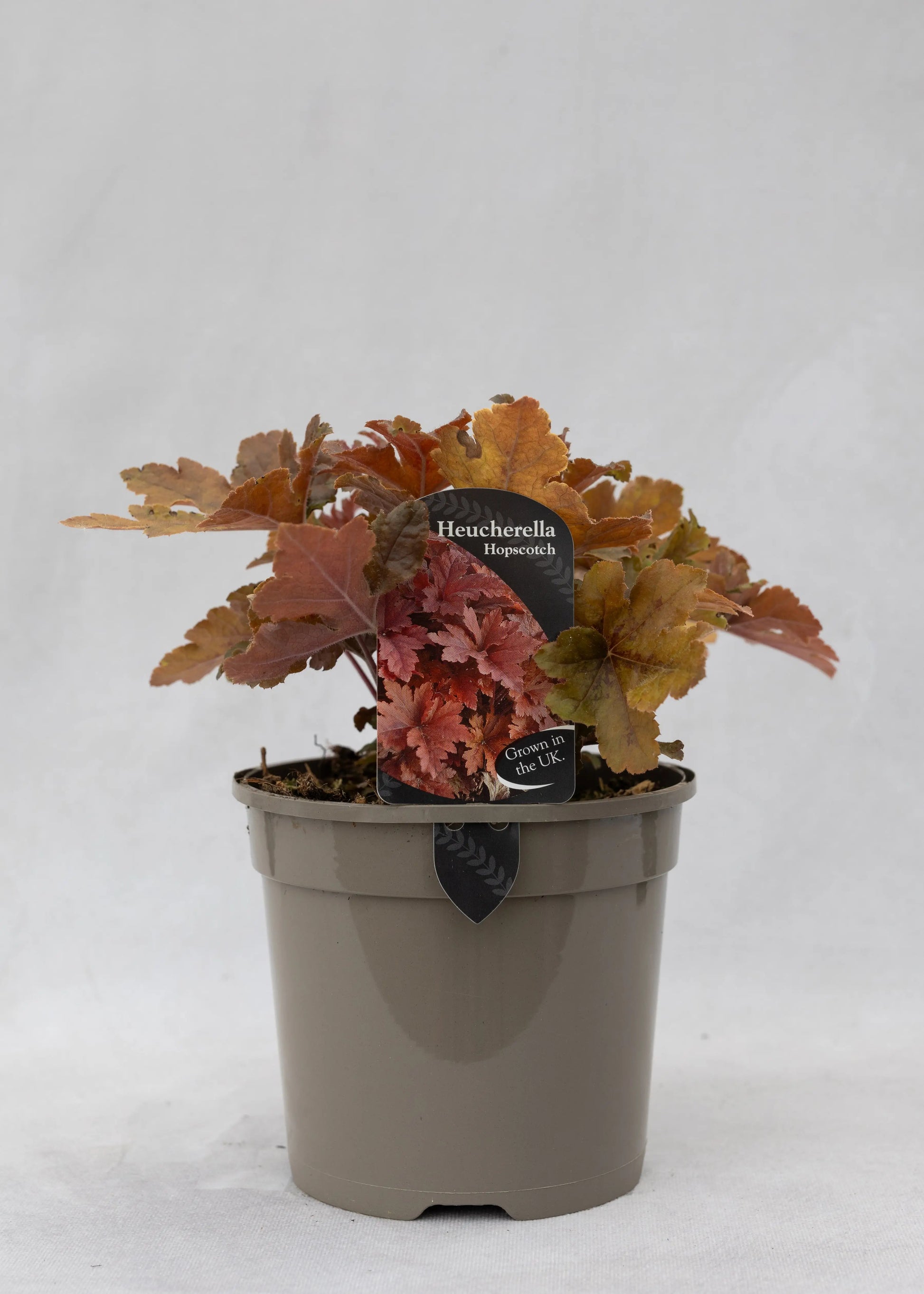 Heucherella 'Hopscotch'