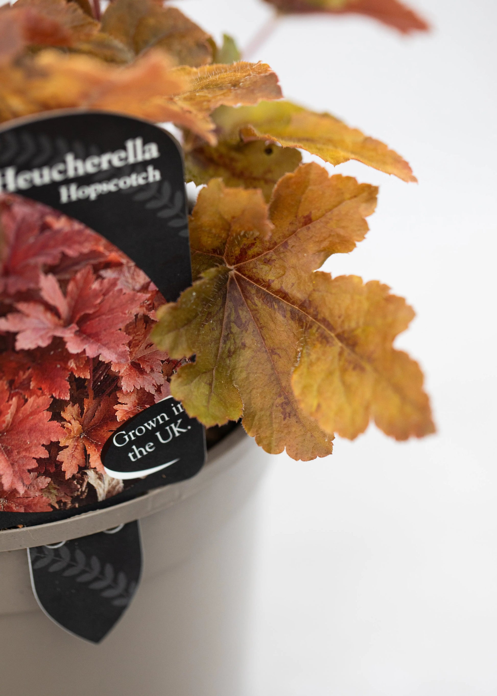Heucherella 'Hopscotch'