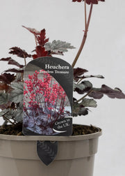 Heuchera 'Timeless Treasure'