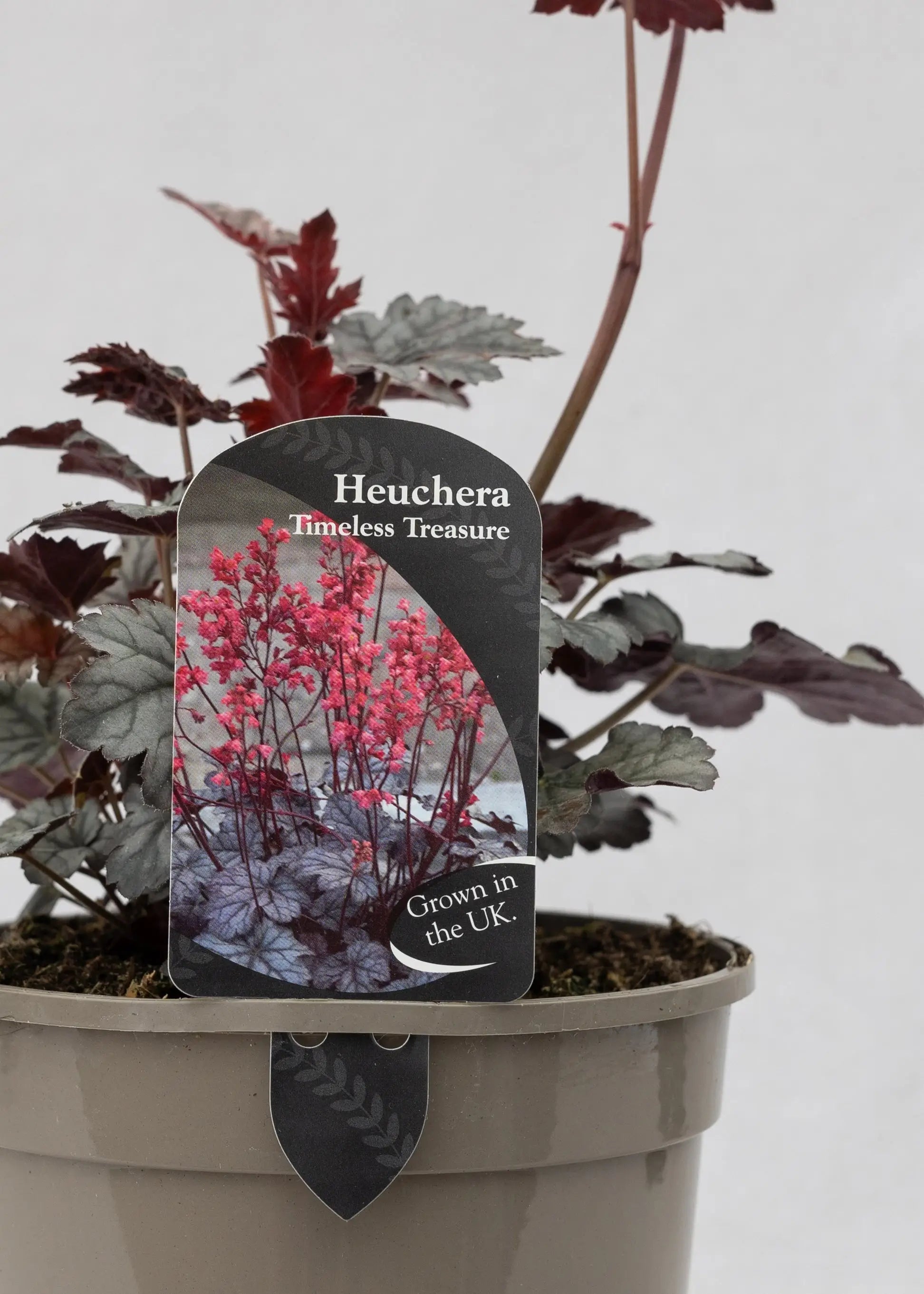 Heuchera 'Timeless Treasure'