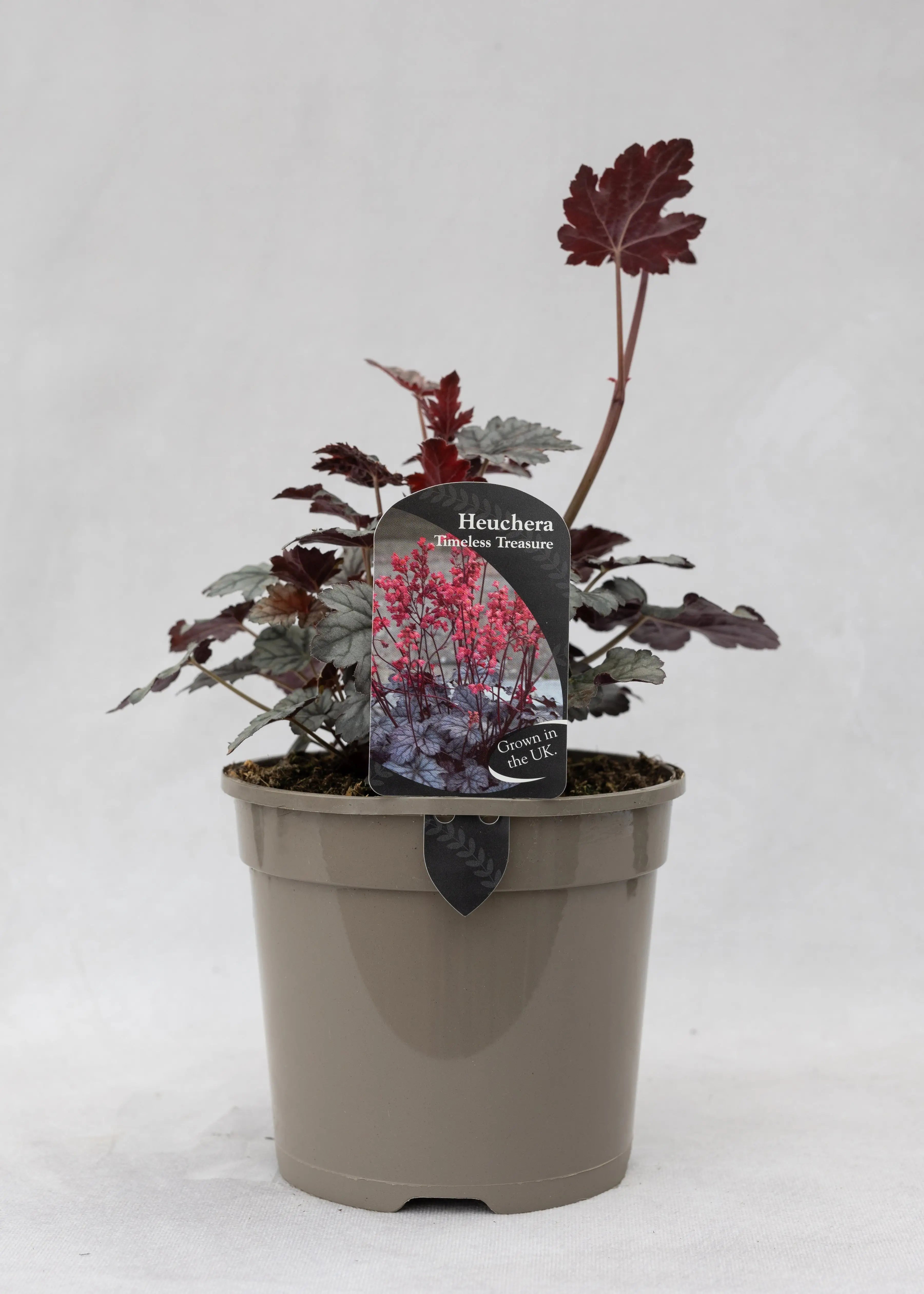 Heuchera 'Timeless Treasure'