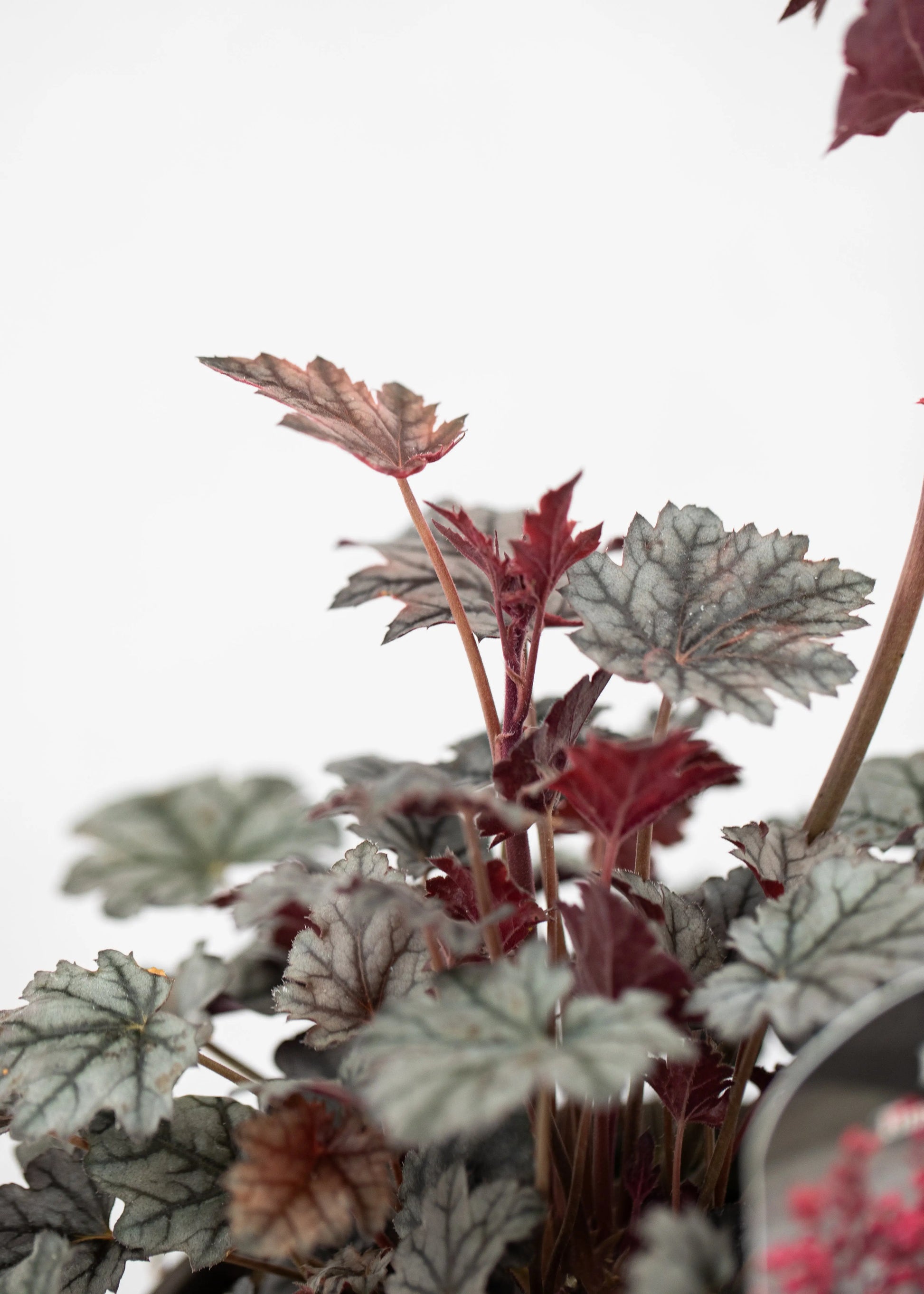 Heuchera 'Timeless Treasure'