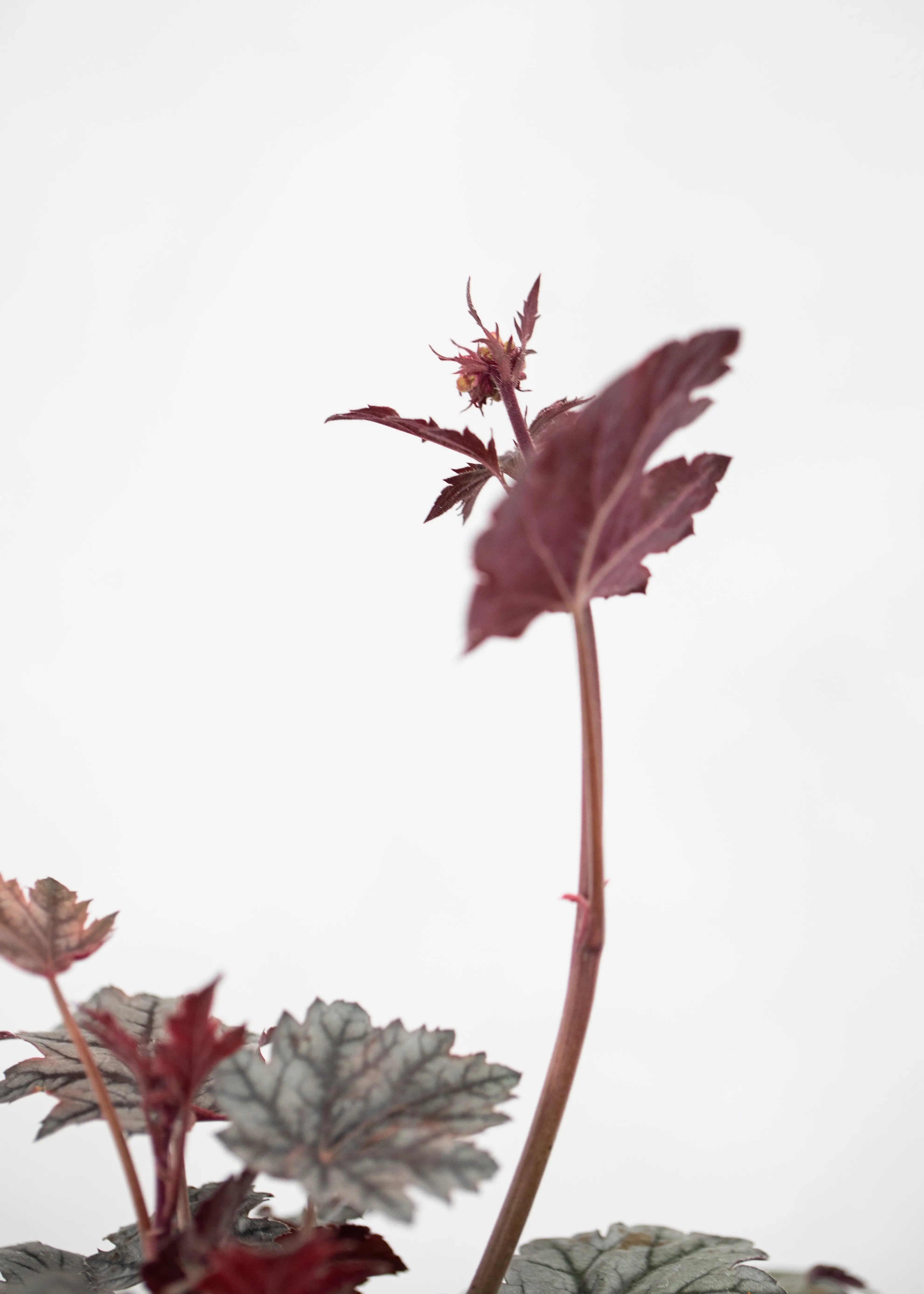 Heuchera 'Timeless Treasure'