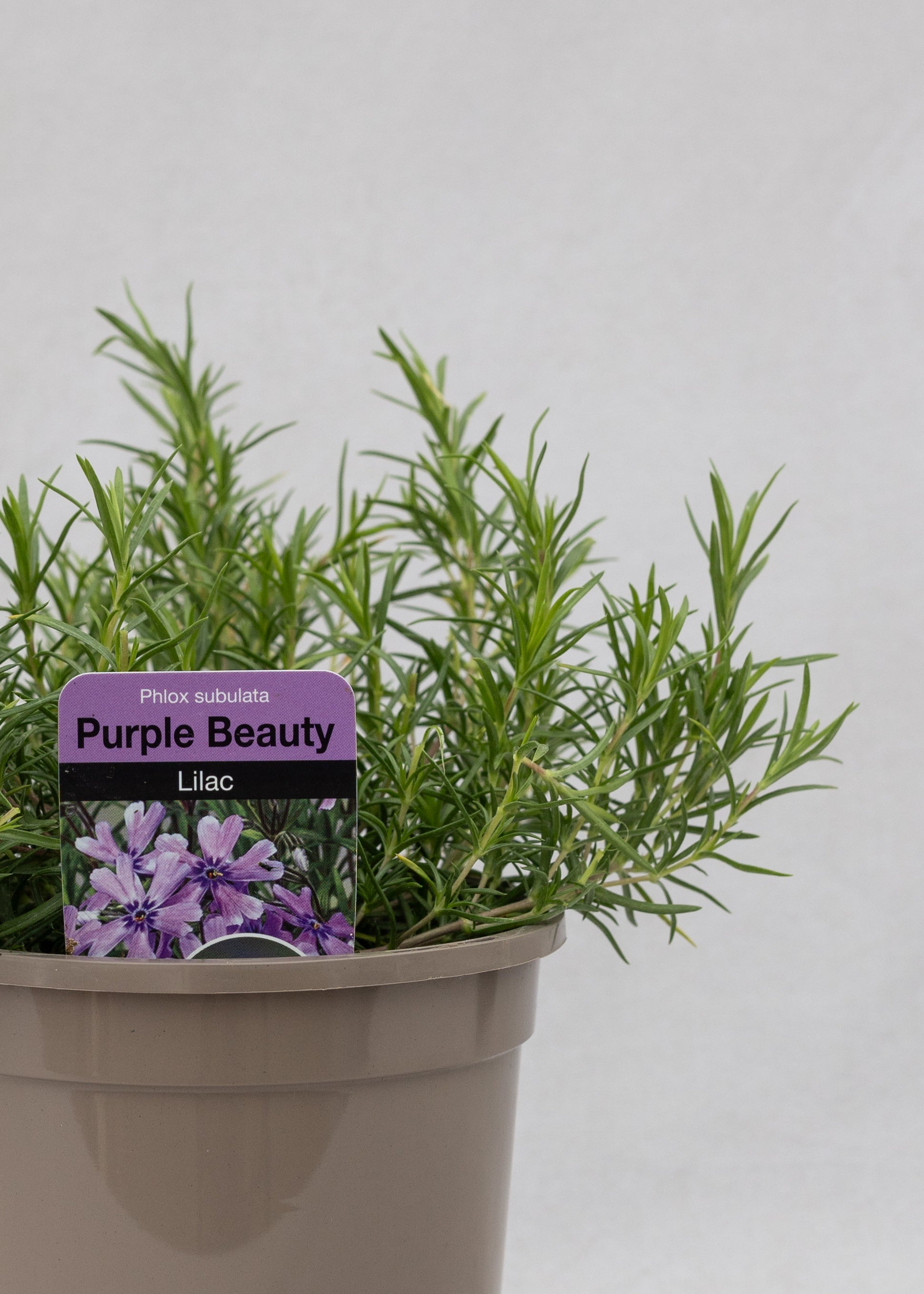 Phlox subulata 'Purple Beauty'