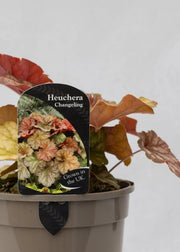 Heuchera 'Changeling'