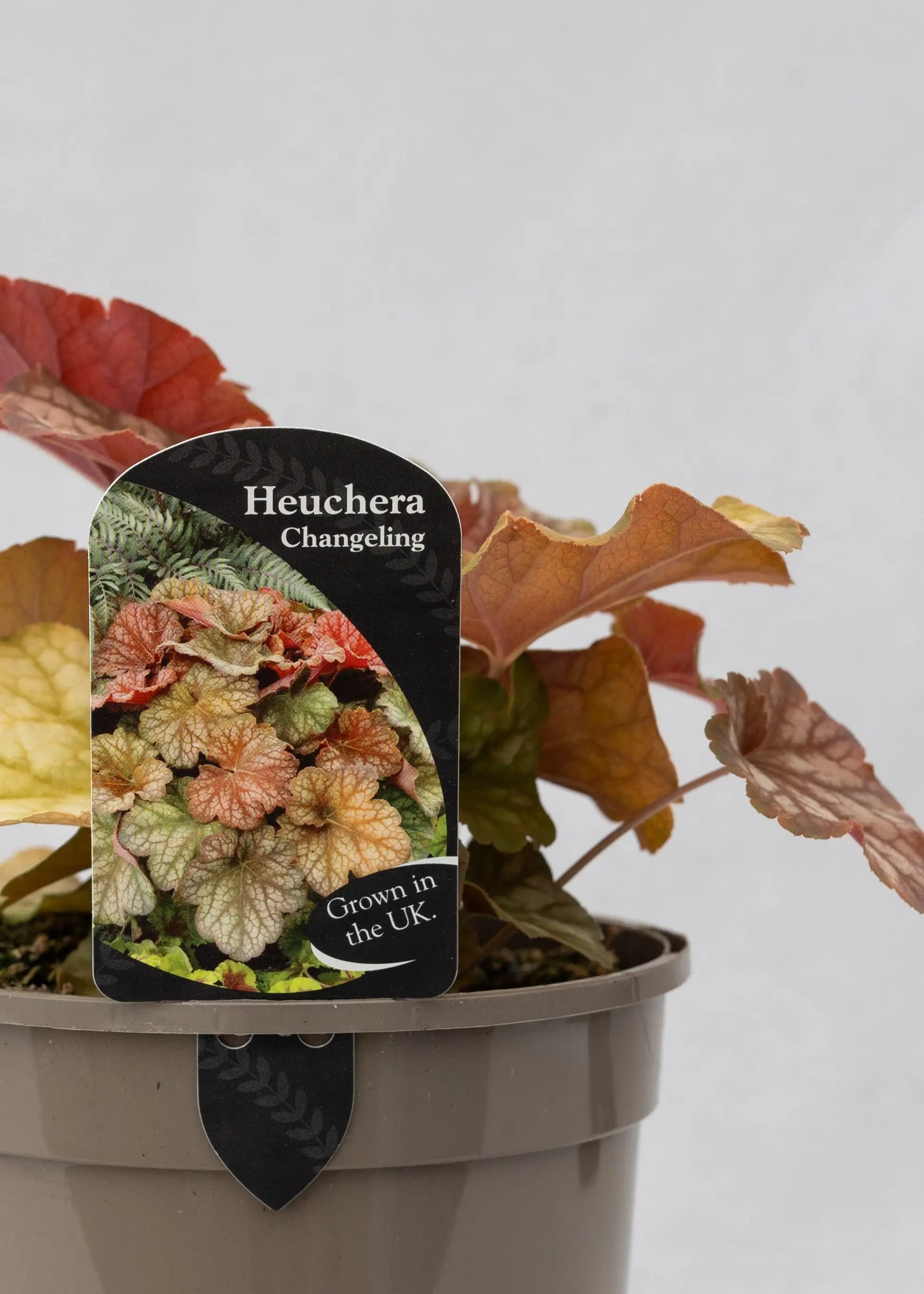 Heuchera 'Changeling'
