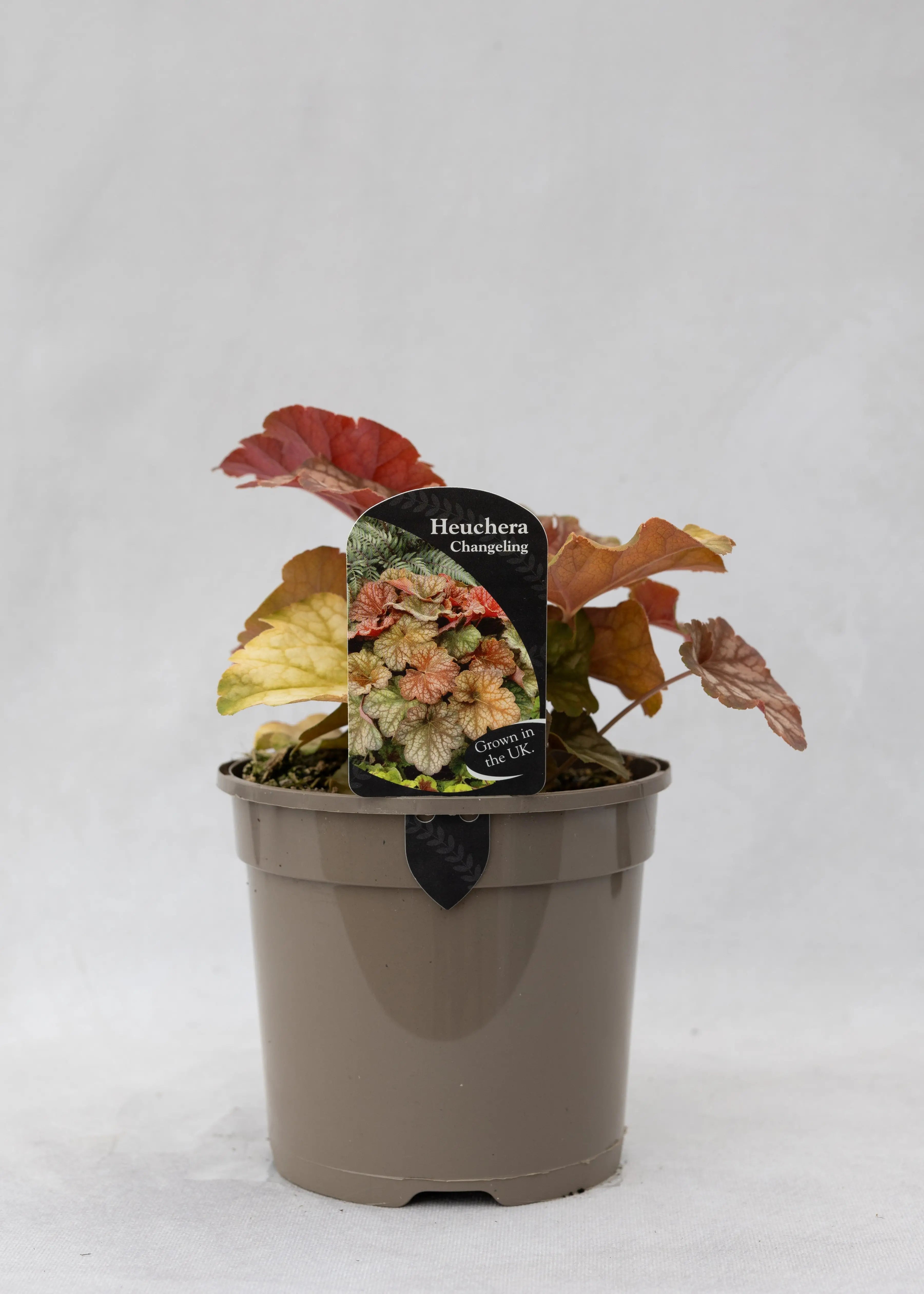 Heuchera 'Changeling'