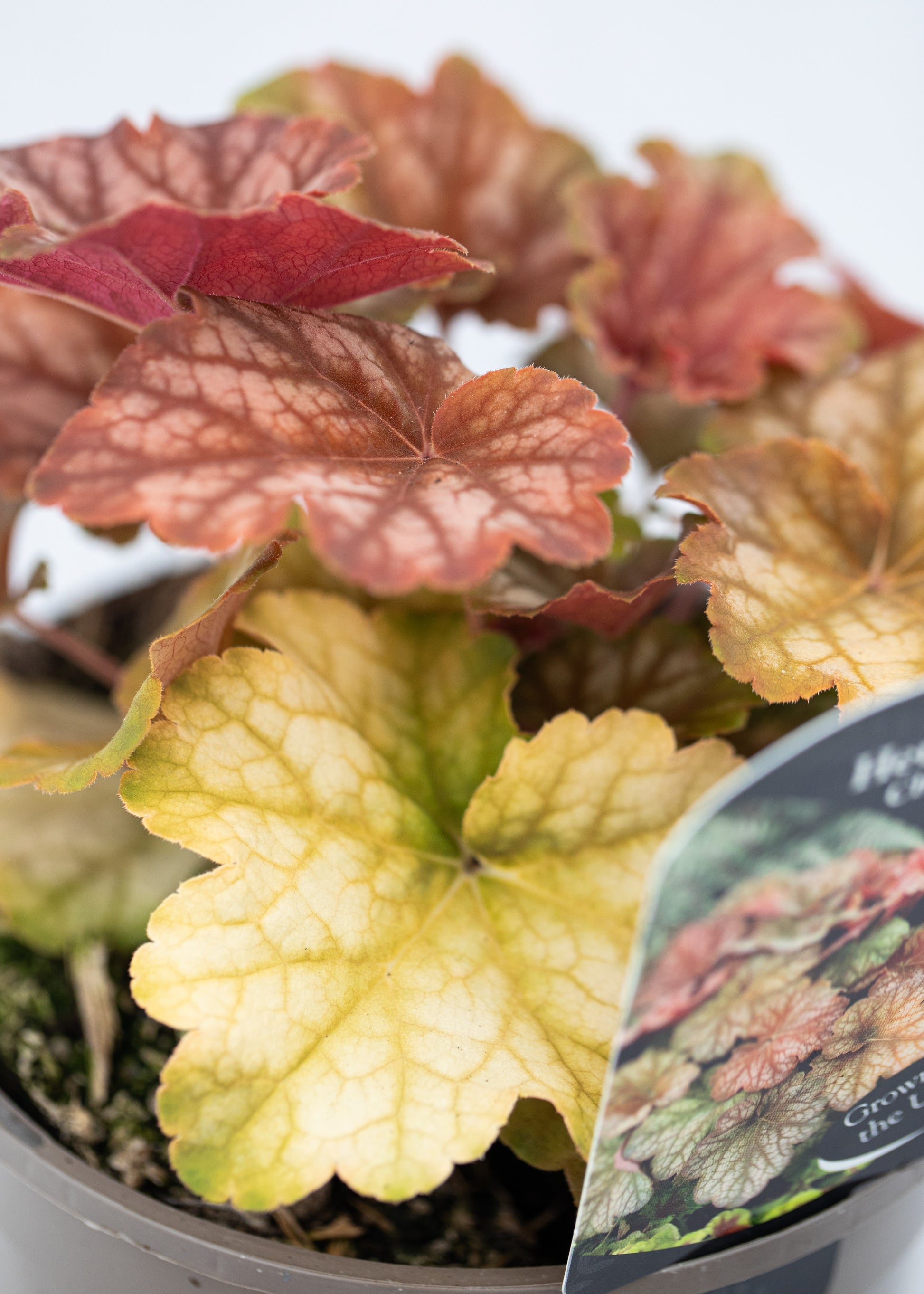 Heuchera 'Changeling'