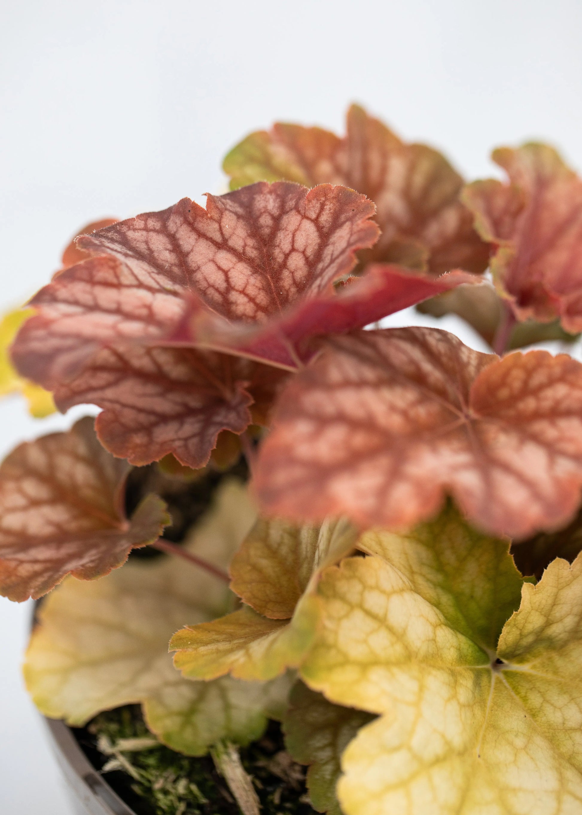 Heuchera 'Changeling'