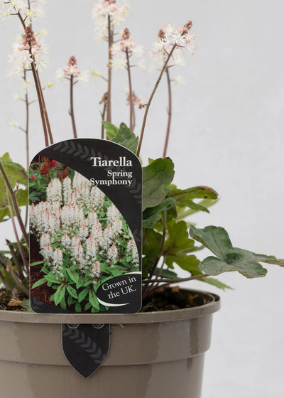Tiarella 'Spring Symphony'