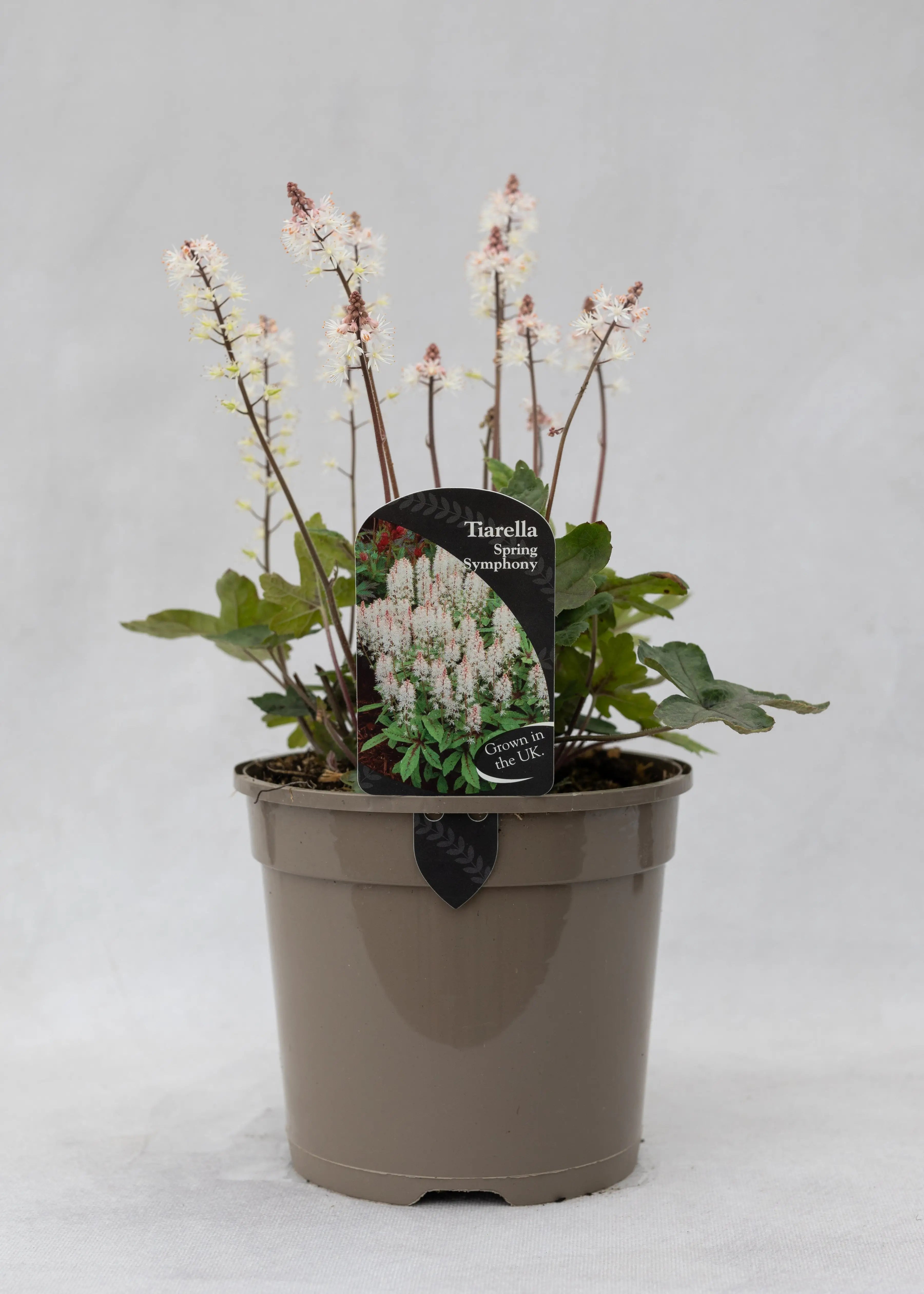 Tiarella 'Spring Symphony'