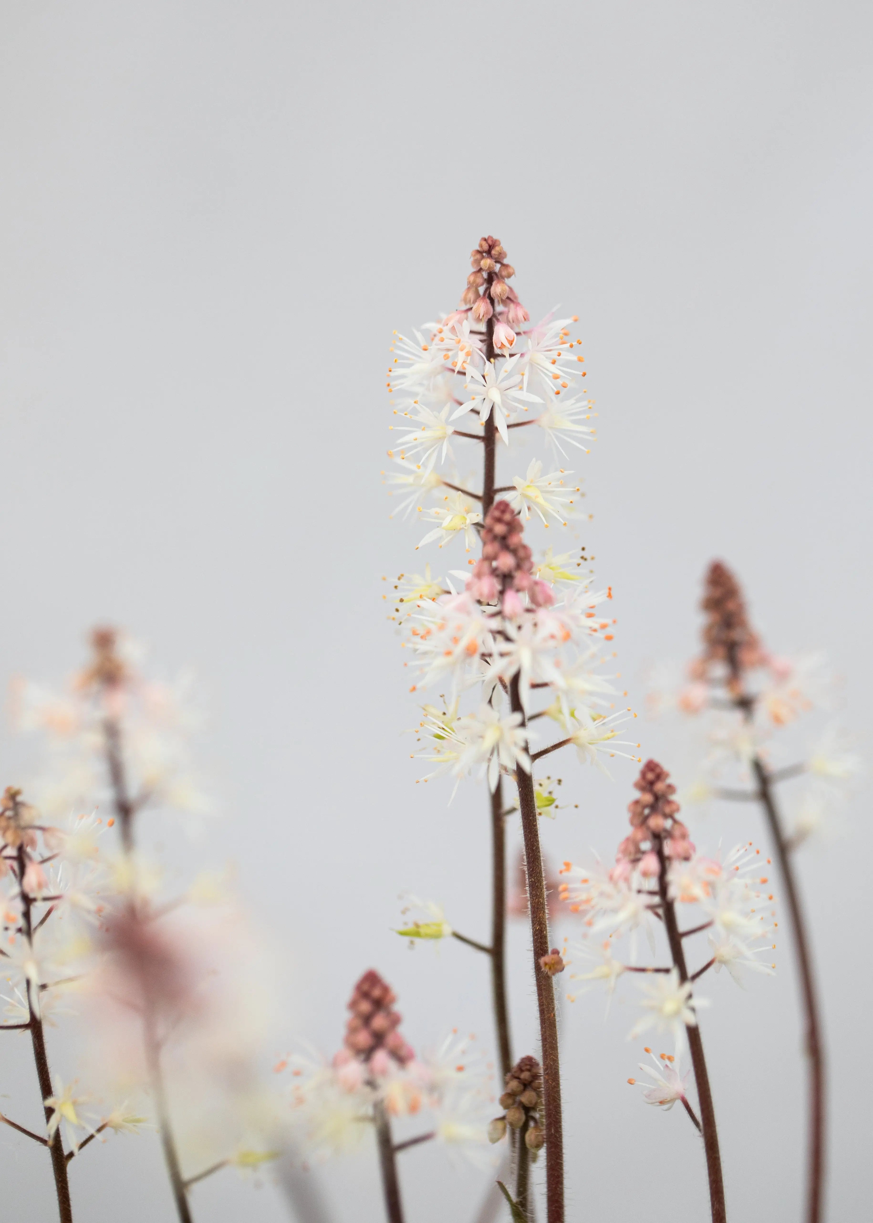 Tiarella 'Spring Symphony'