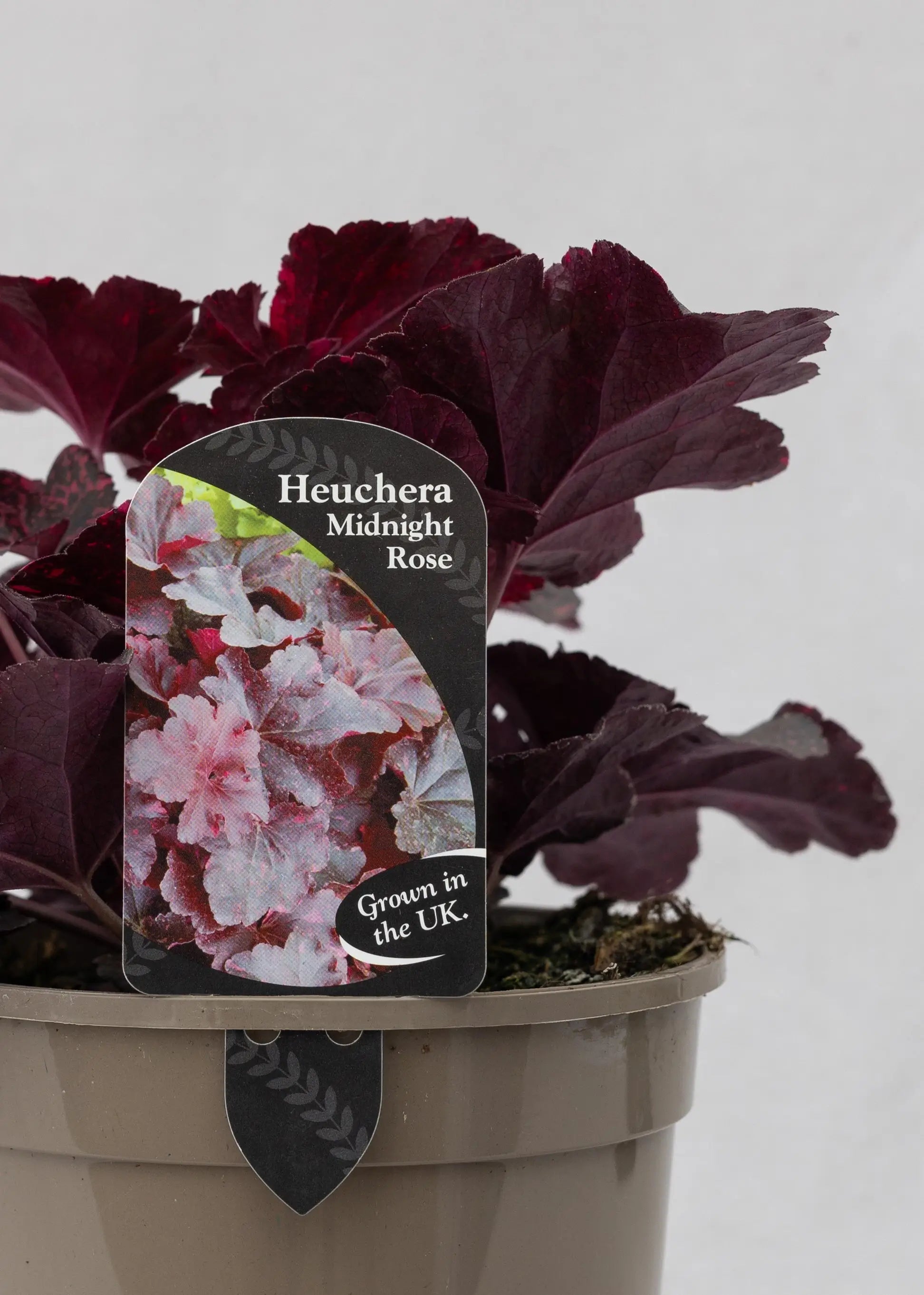 Heuchera 'Midnight Rose'