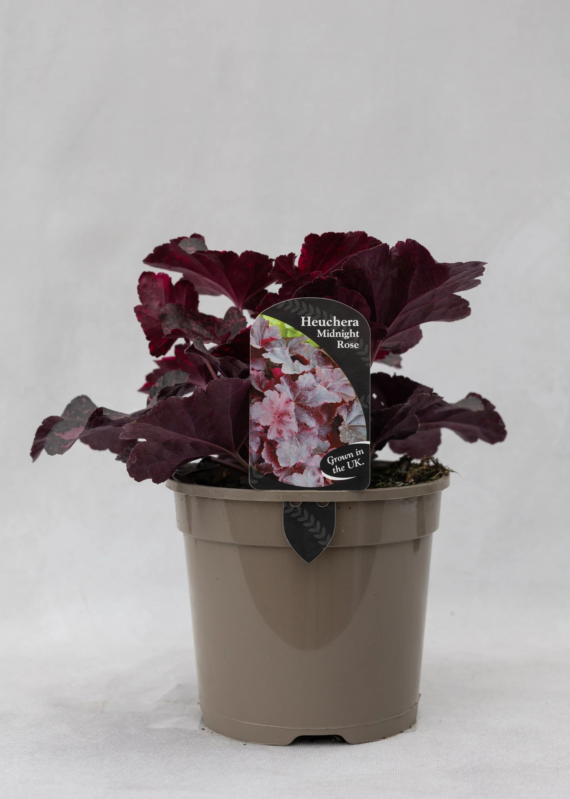 Heuchera 'Midnight Rose'