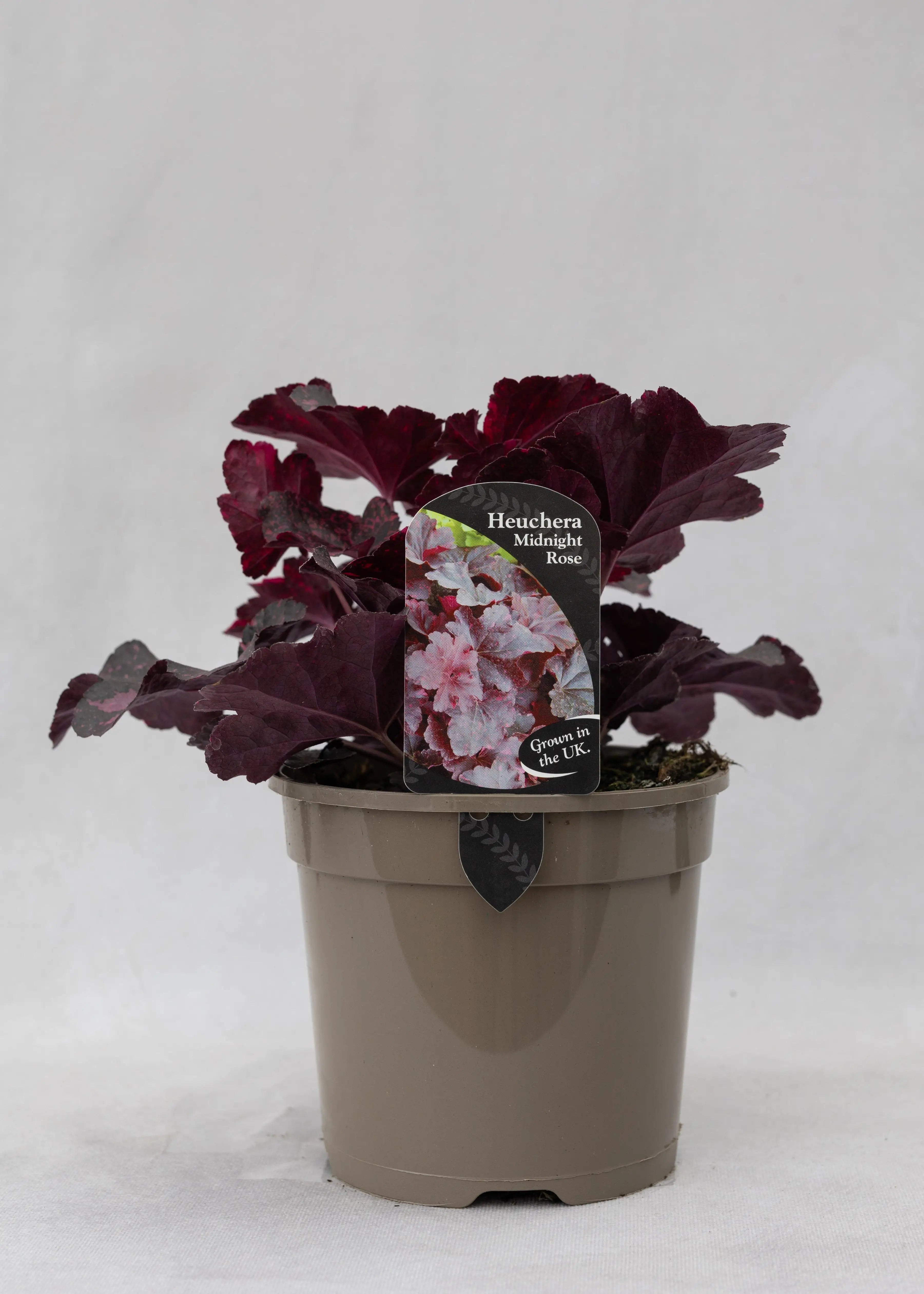 Heuchera 'Midnight Rose'
