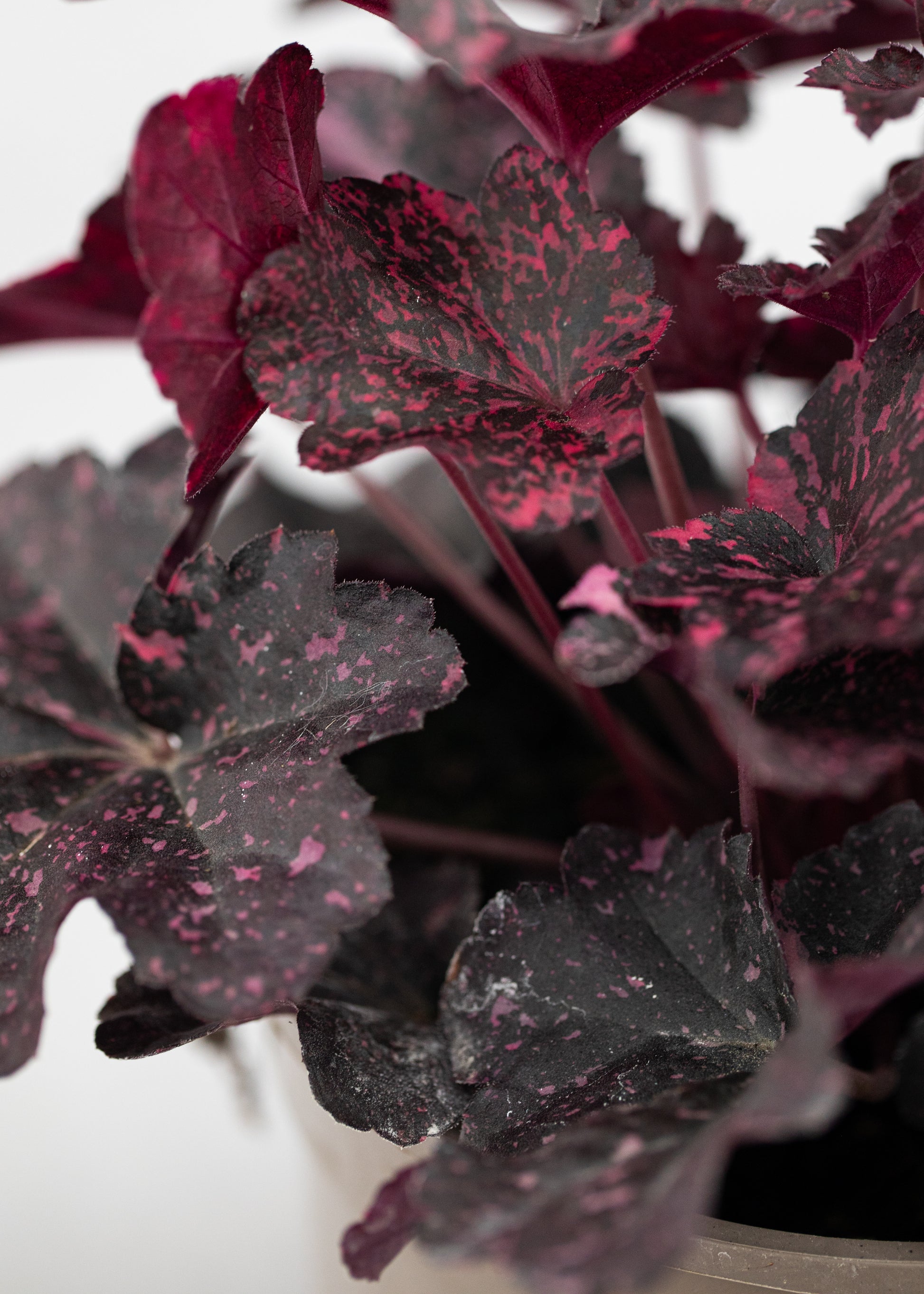 Heuchera 'Midnight Rose'