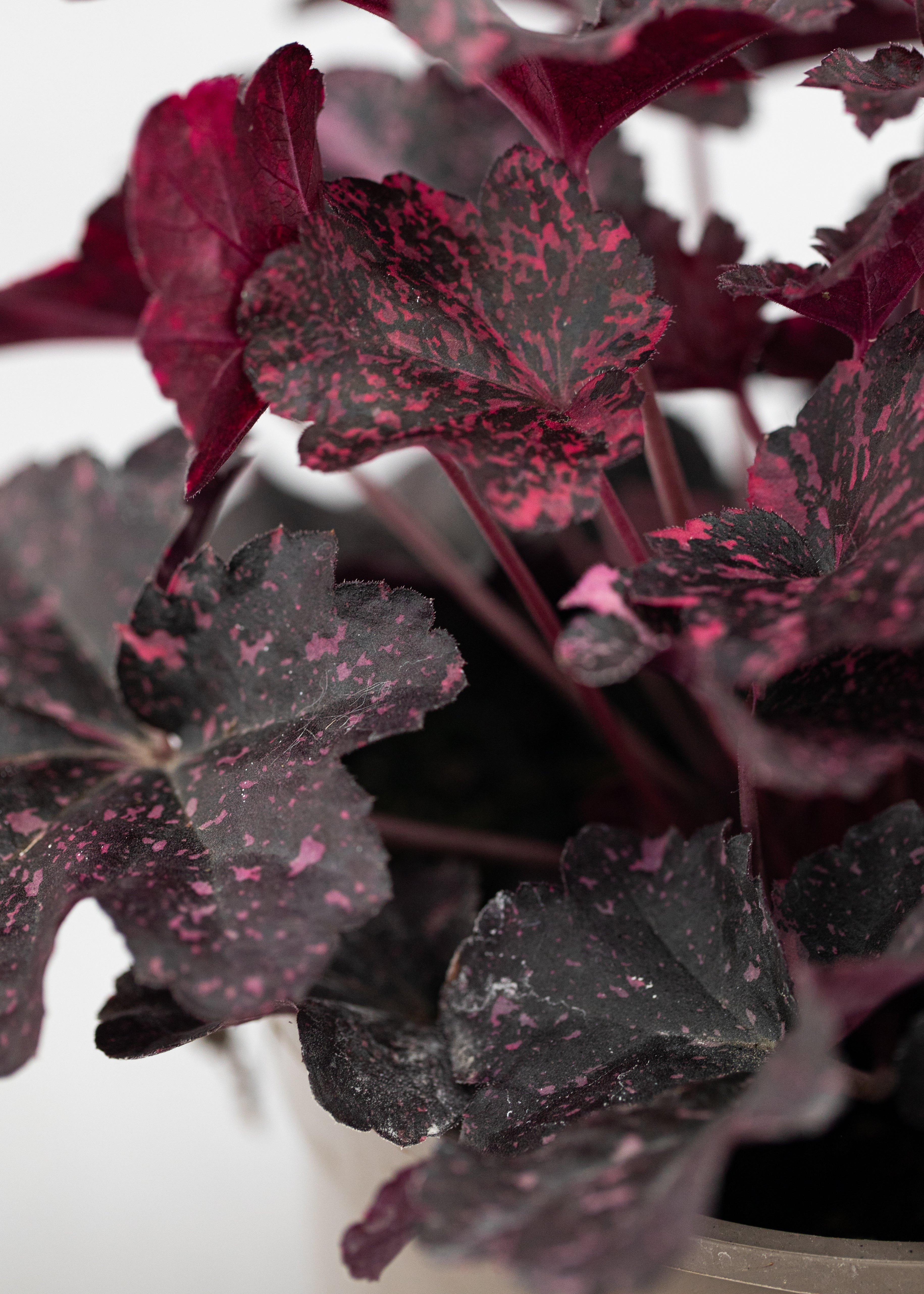 Heuchera 'Midnight Rose'