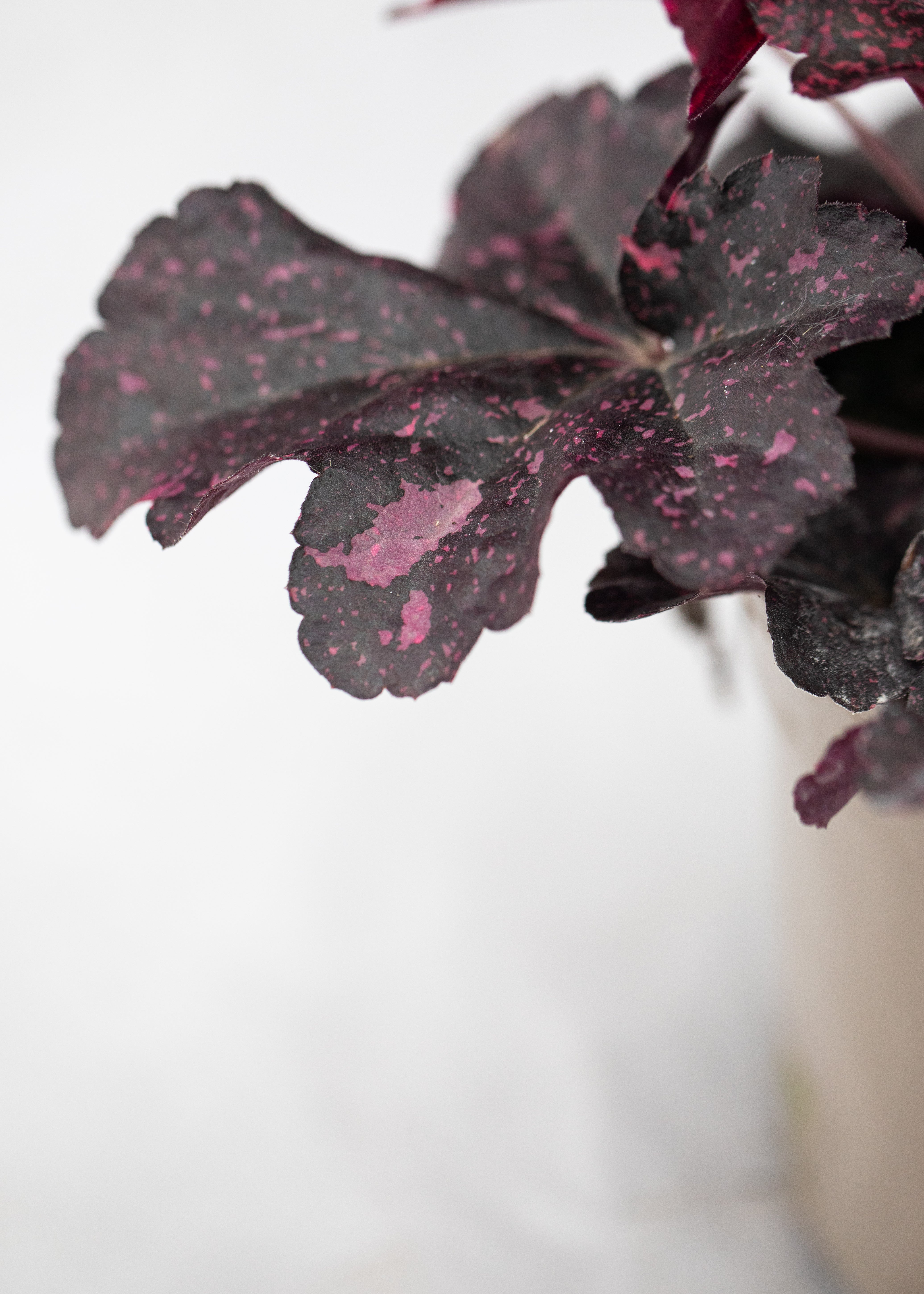 Heuchera 'Midnight Rose'