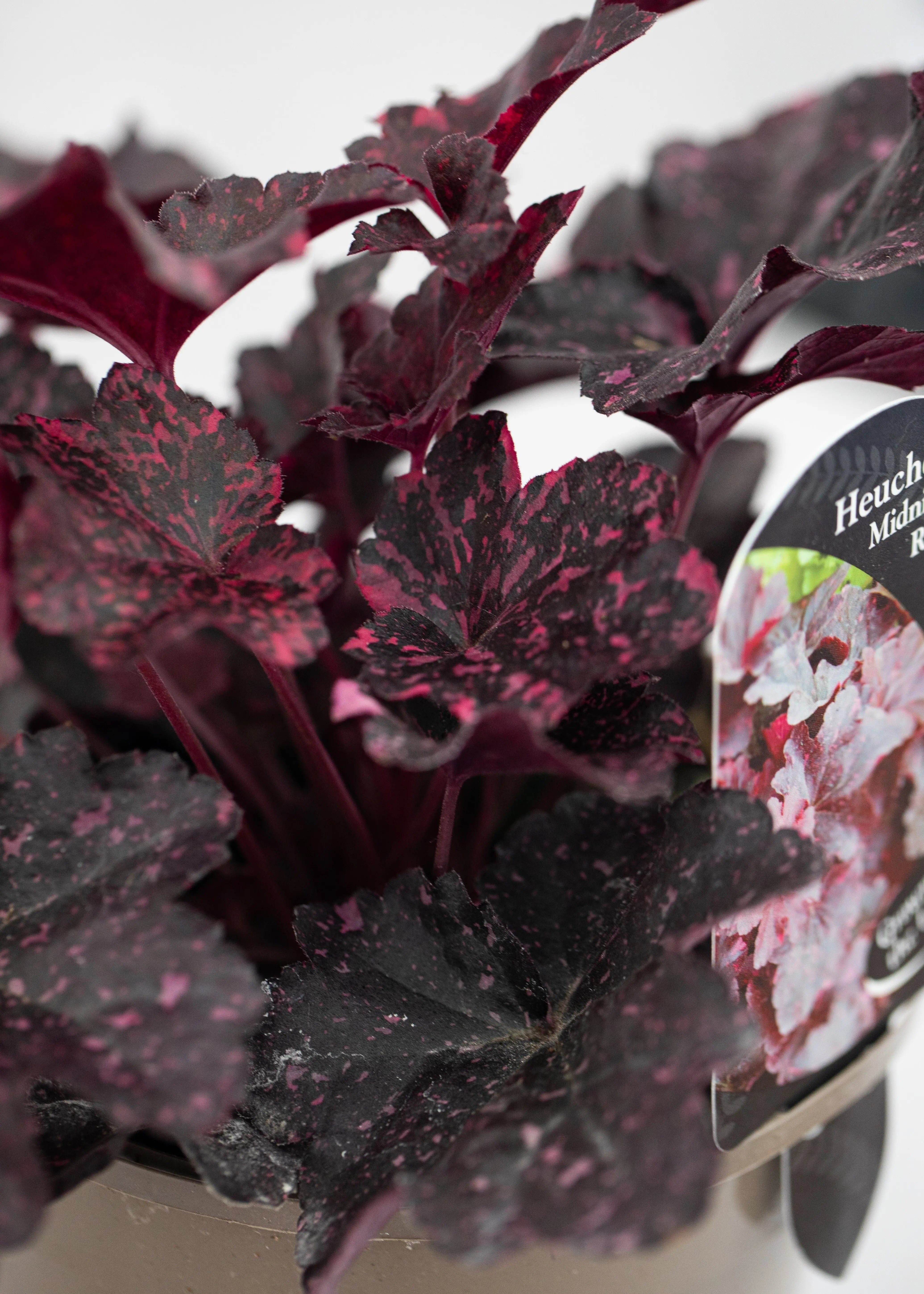 Heuchera 'Midnight Rose'