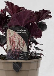 Heuchera 'Timeless Night'