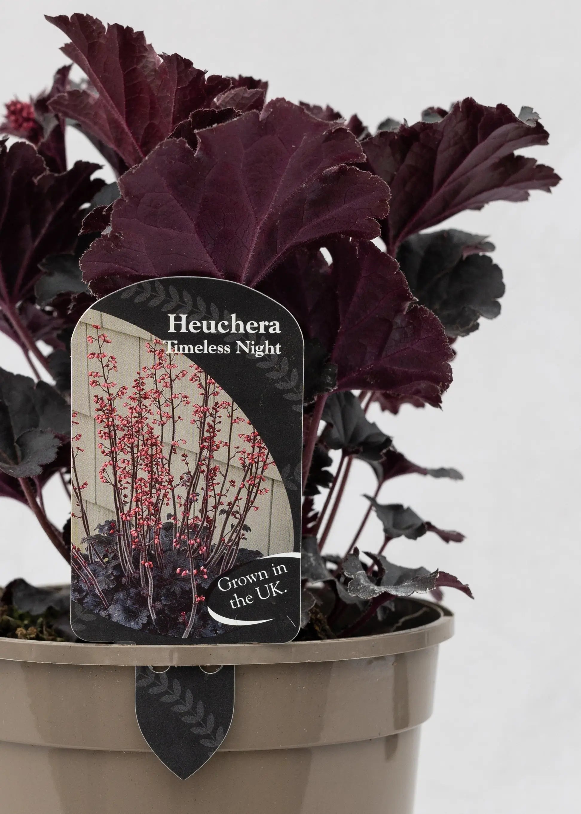 Heuchera 'Timeless Night'