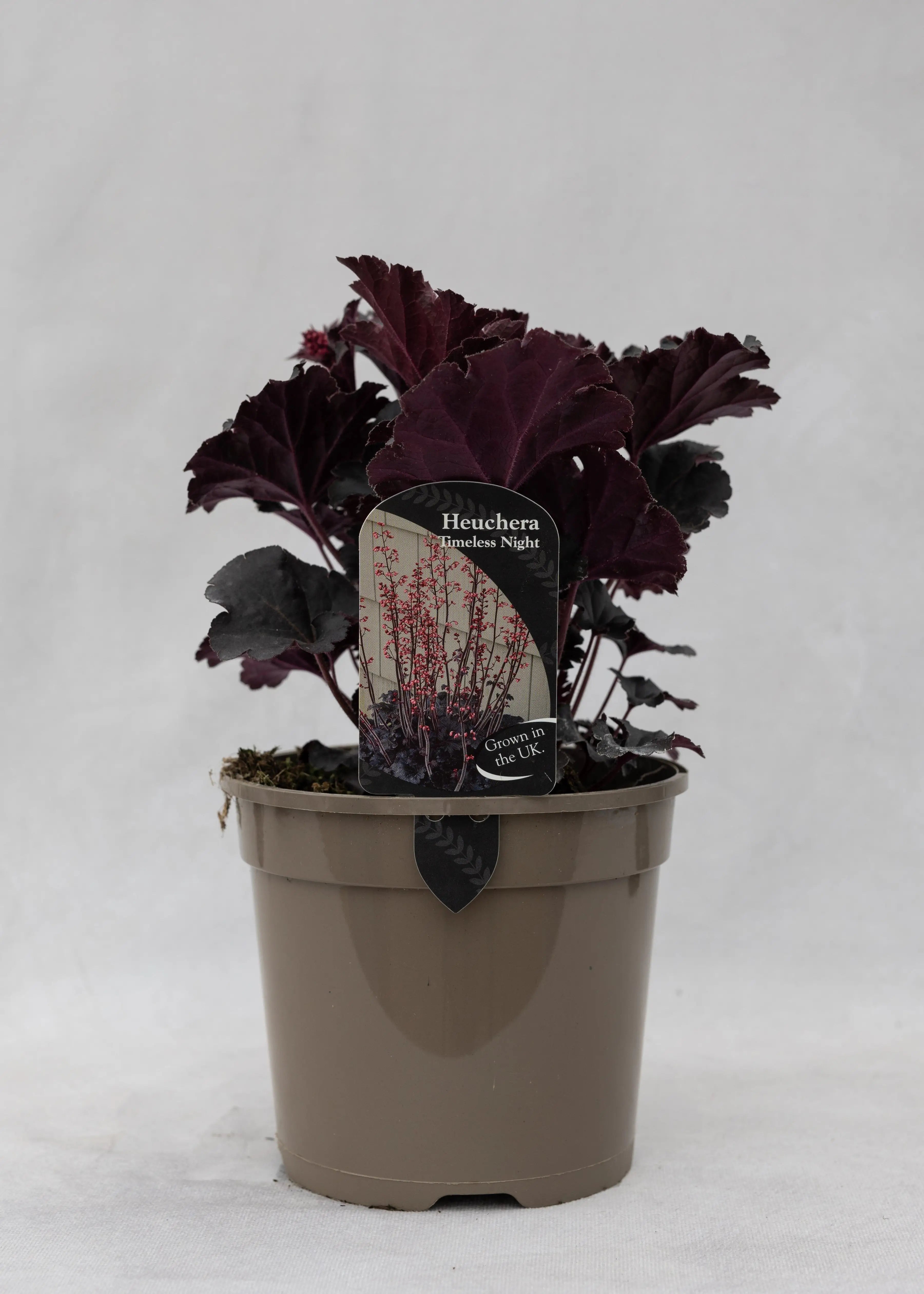 Heuchera 'Timeless Night'