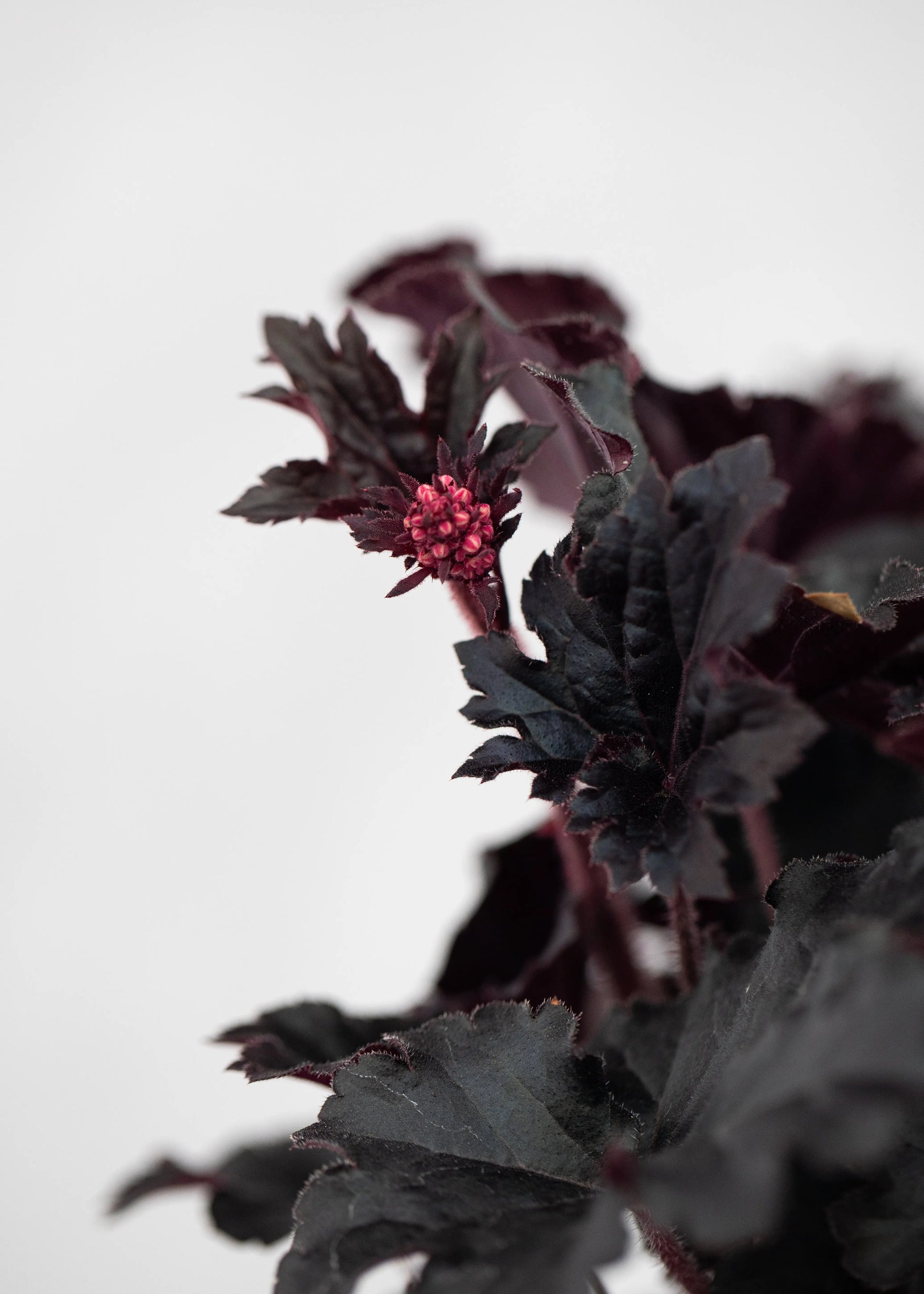 Heuchera 'Timeless Night'