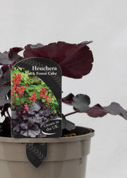 Heuchera 'Black Forest Cake'