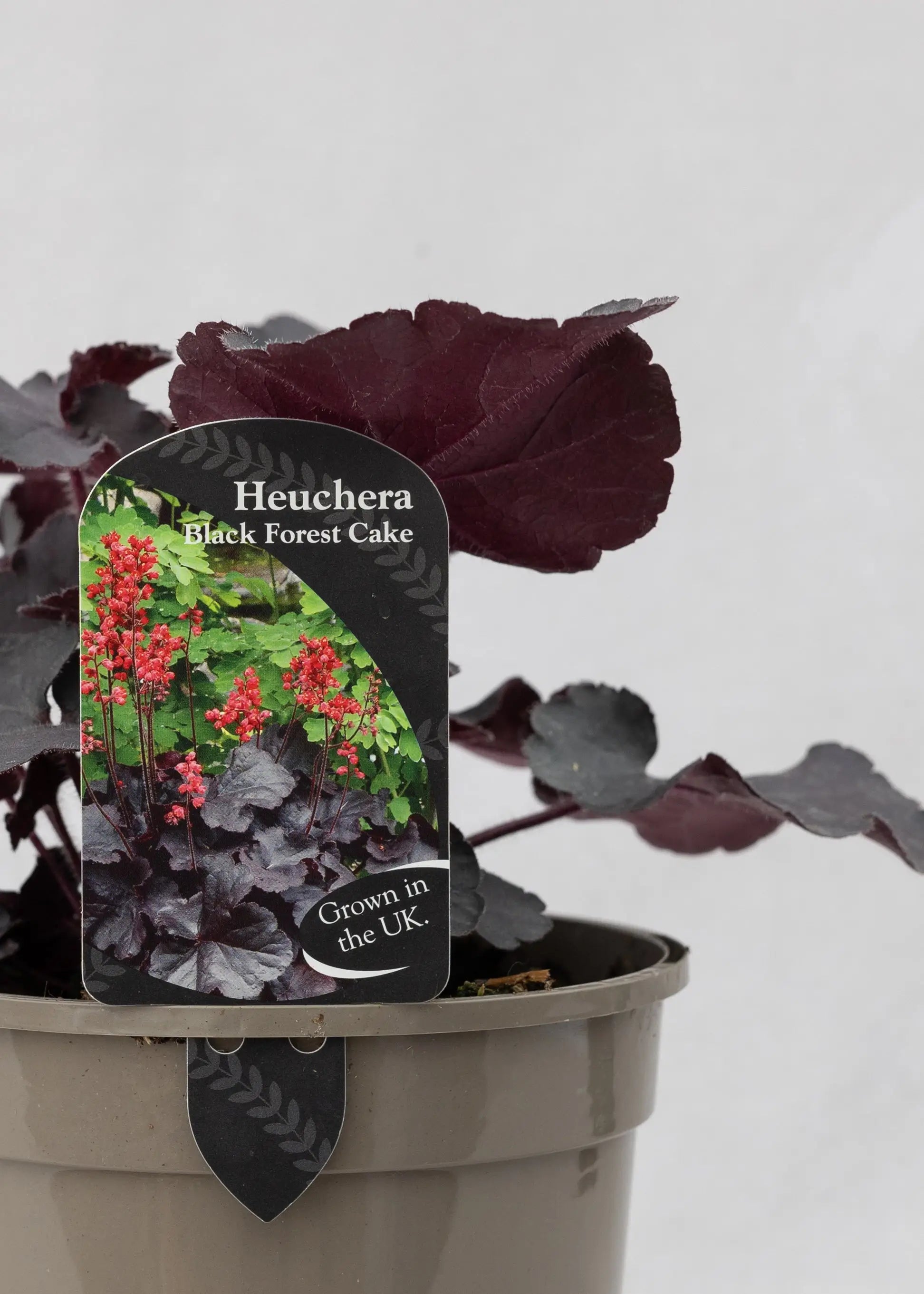 Heuchera 'Black Forest Cake'