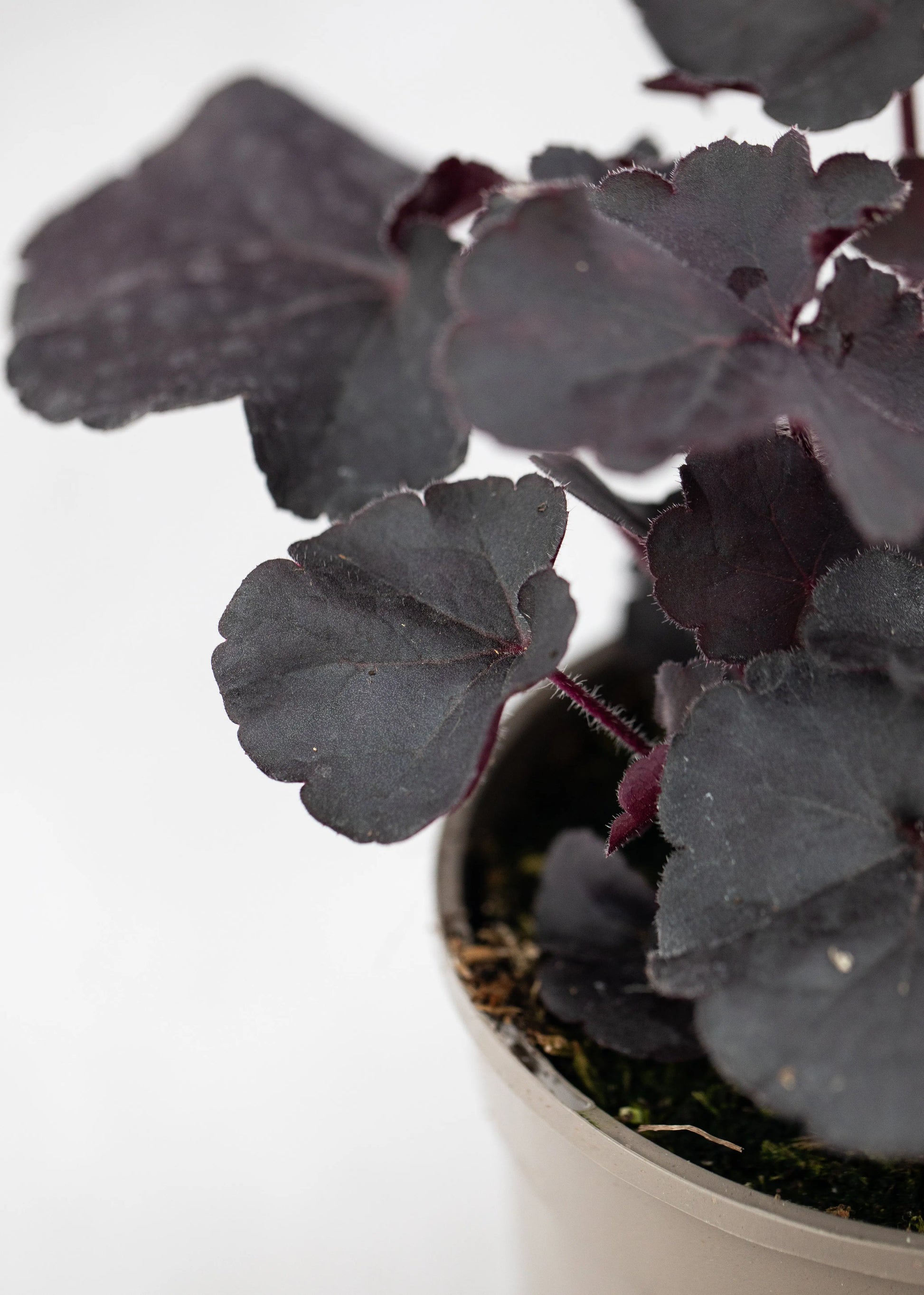 Heuchera 'Black Forest Cake'