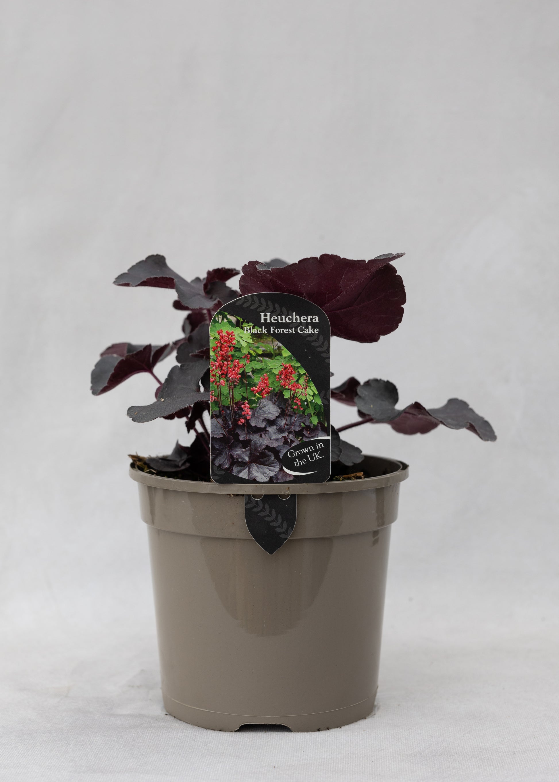 Heuchera 'Black Forest Cake'