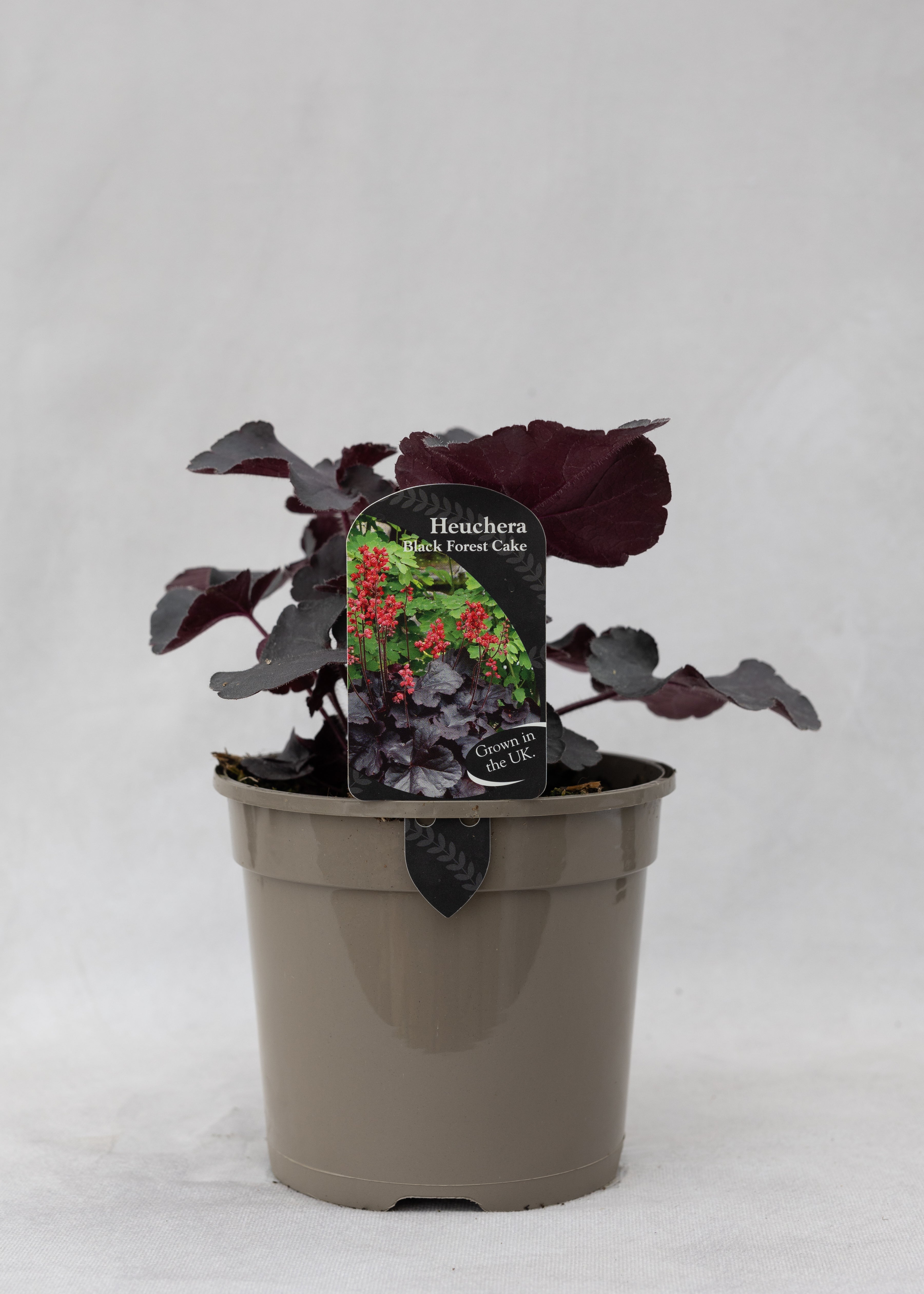 Heuchera 'Black Forest Cake'