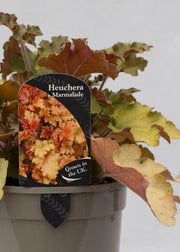 Heuchera 'Marmalade'