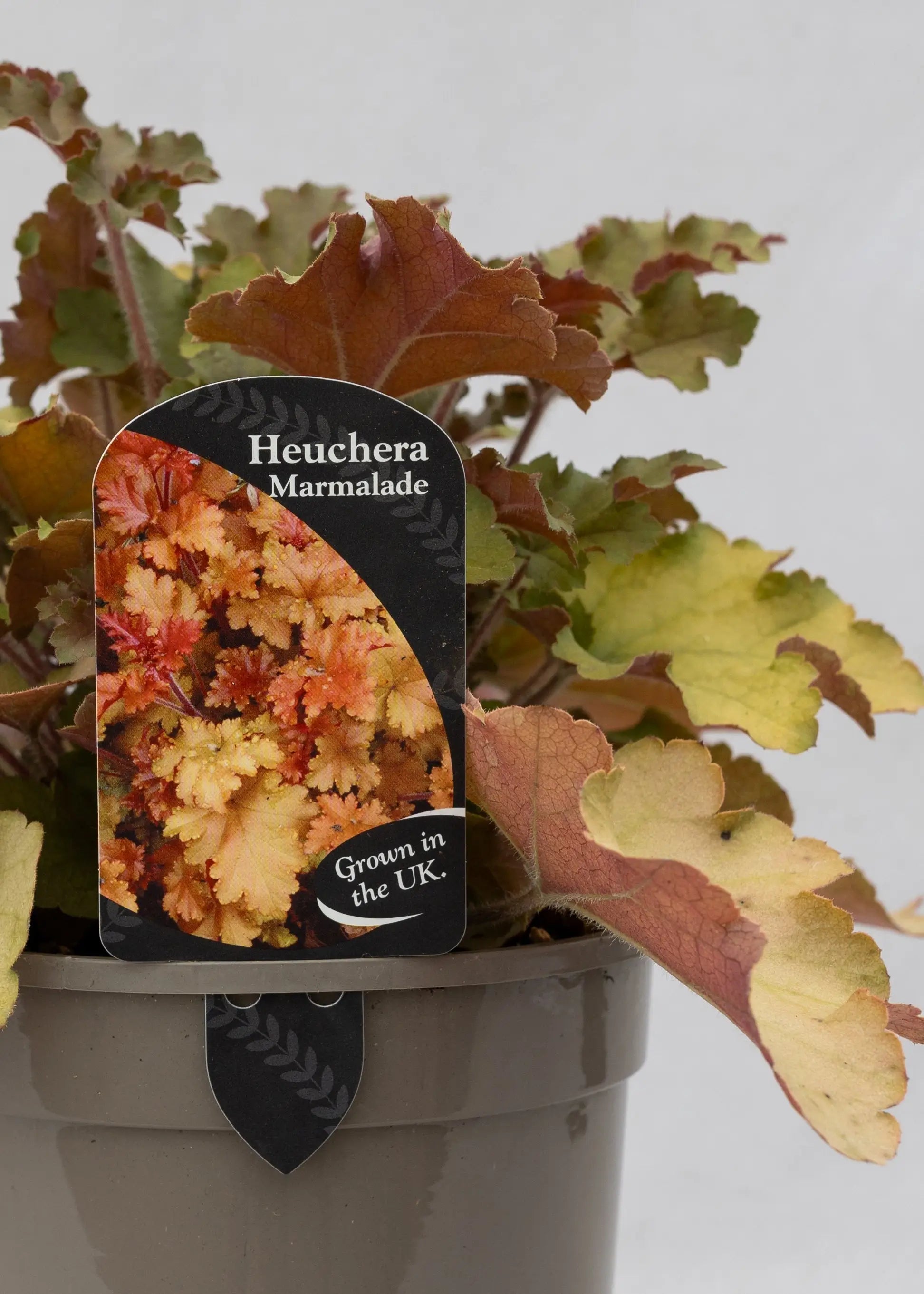 Heuchera 'Marmalade'