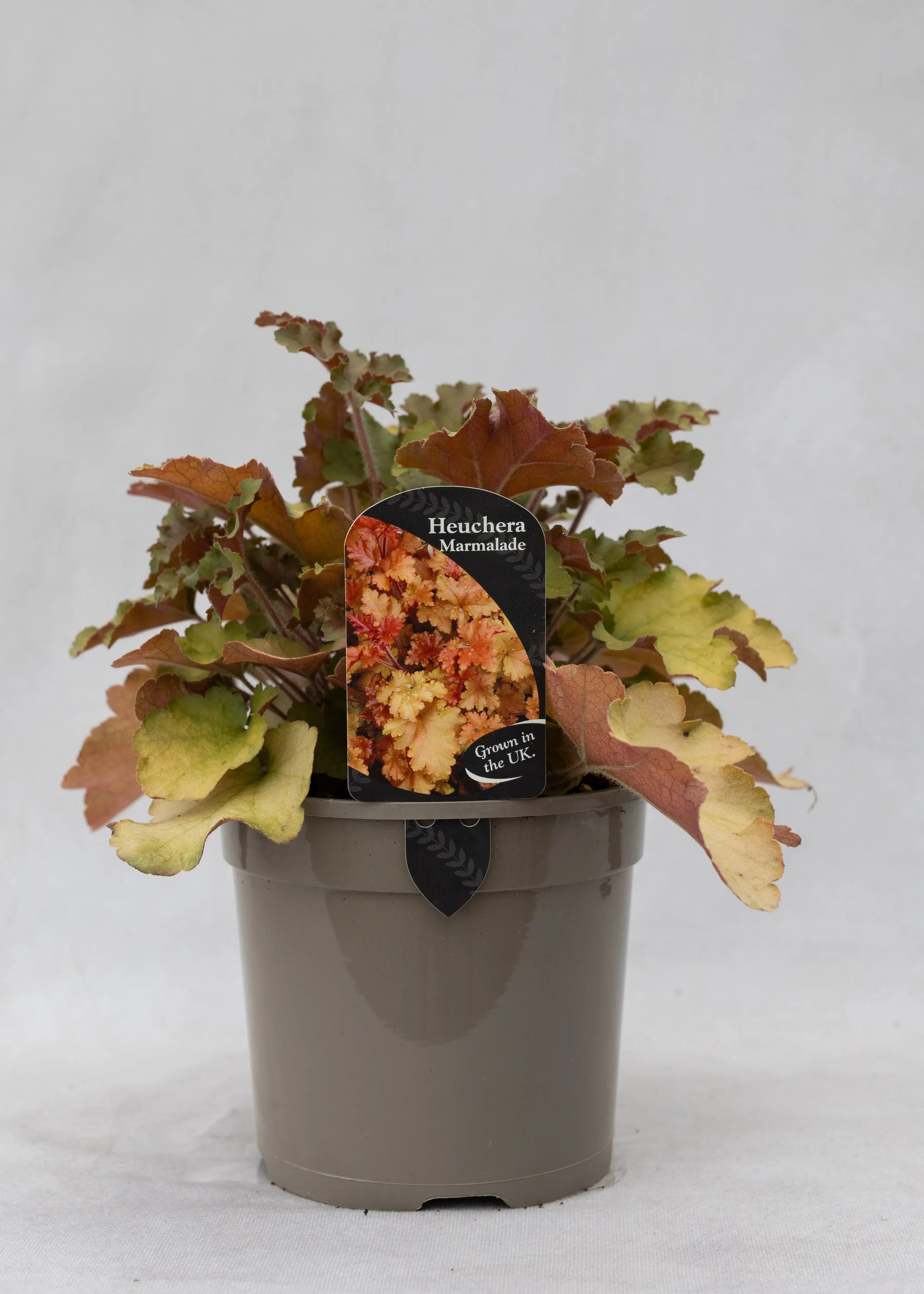 Heuchera 'Marmalade'