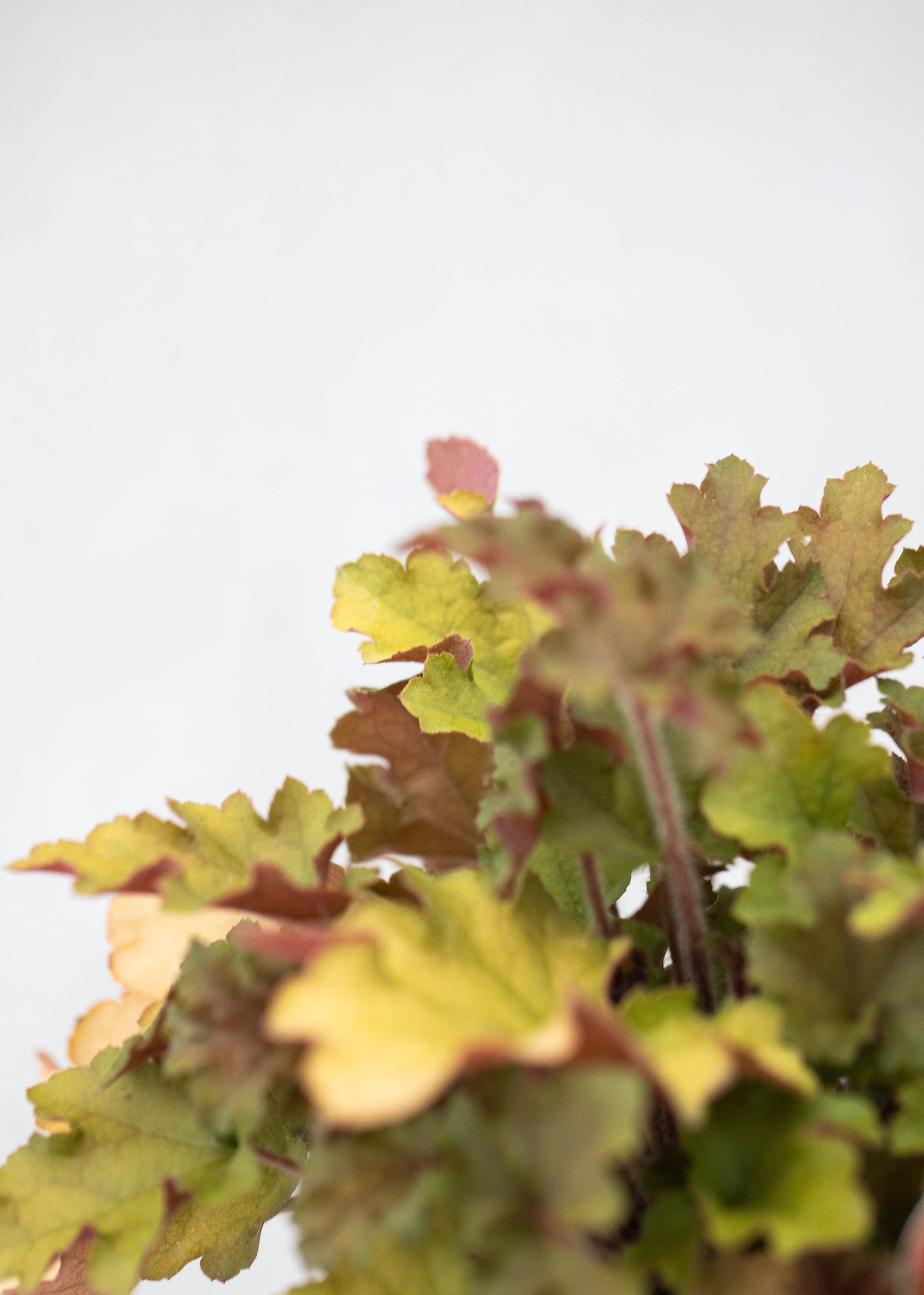 Heuchera 'Marmalade'