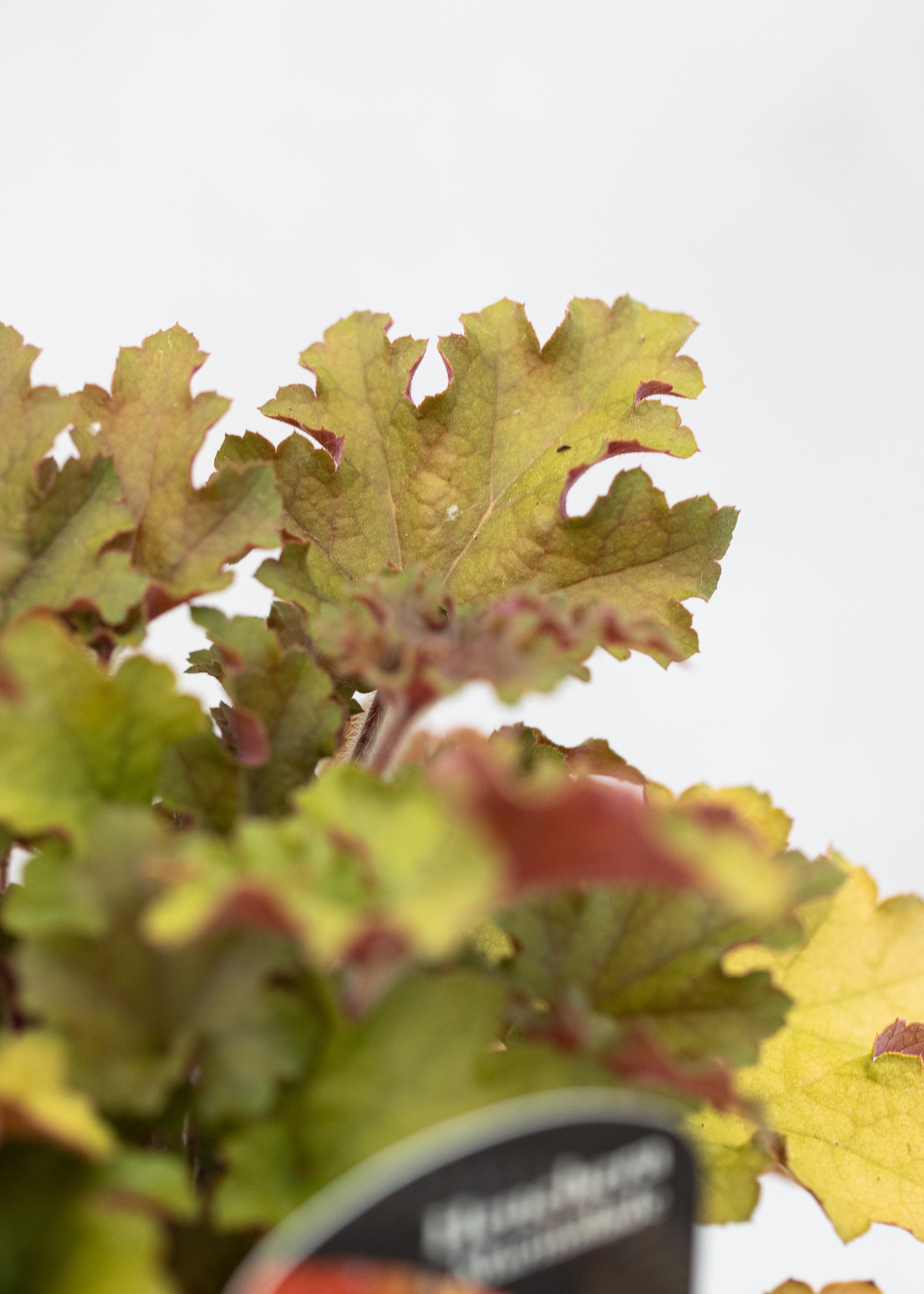 Heuchera 'Marmalade'