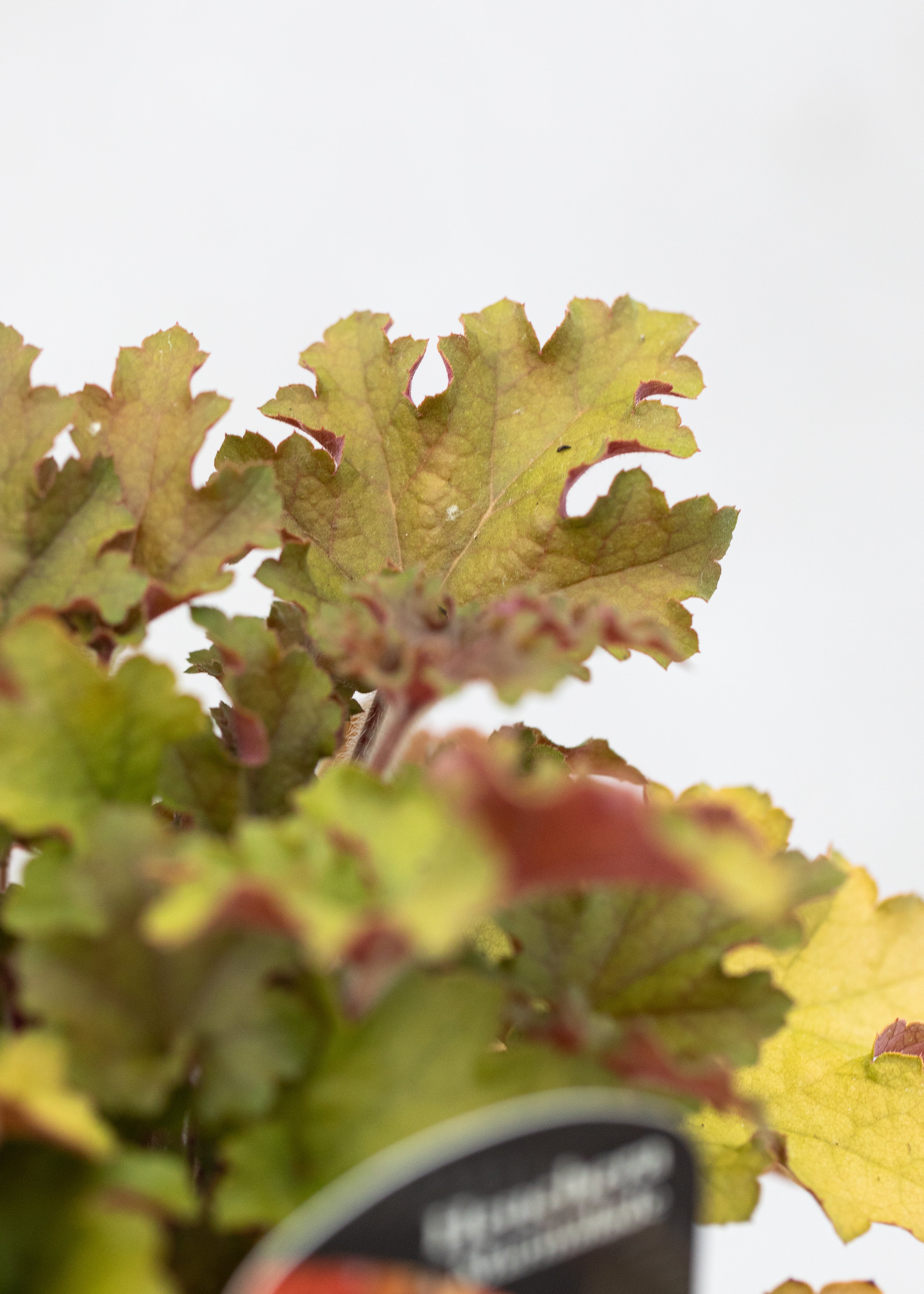 Heuchera 'Marmalade'