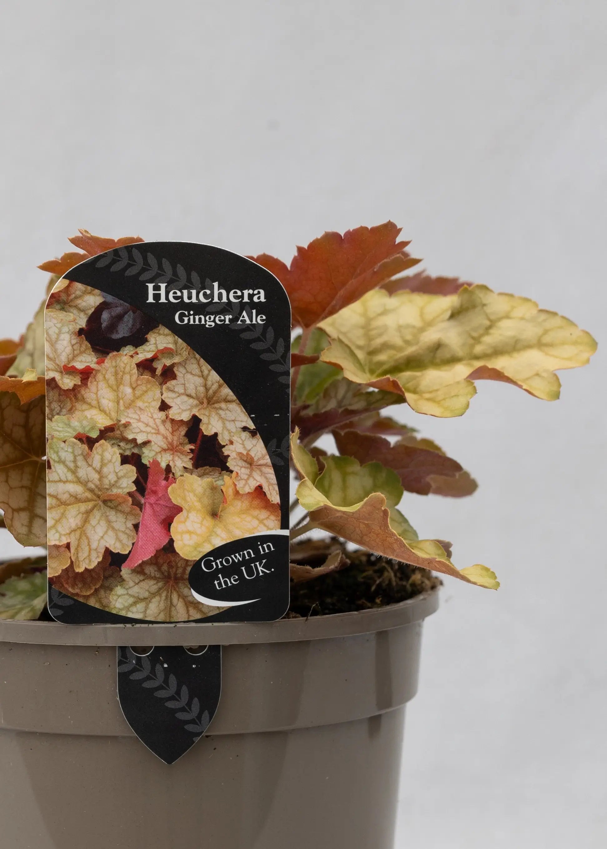 Heuchera 'Ginger Ale'