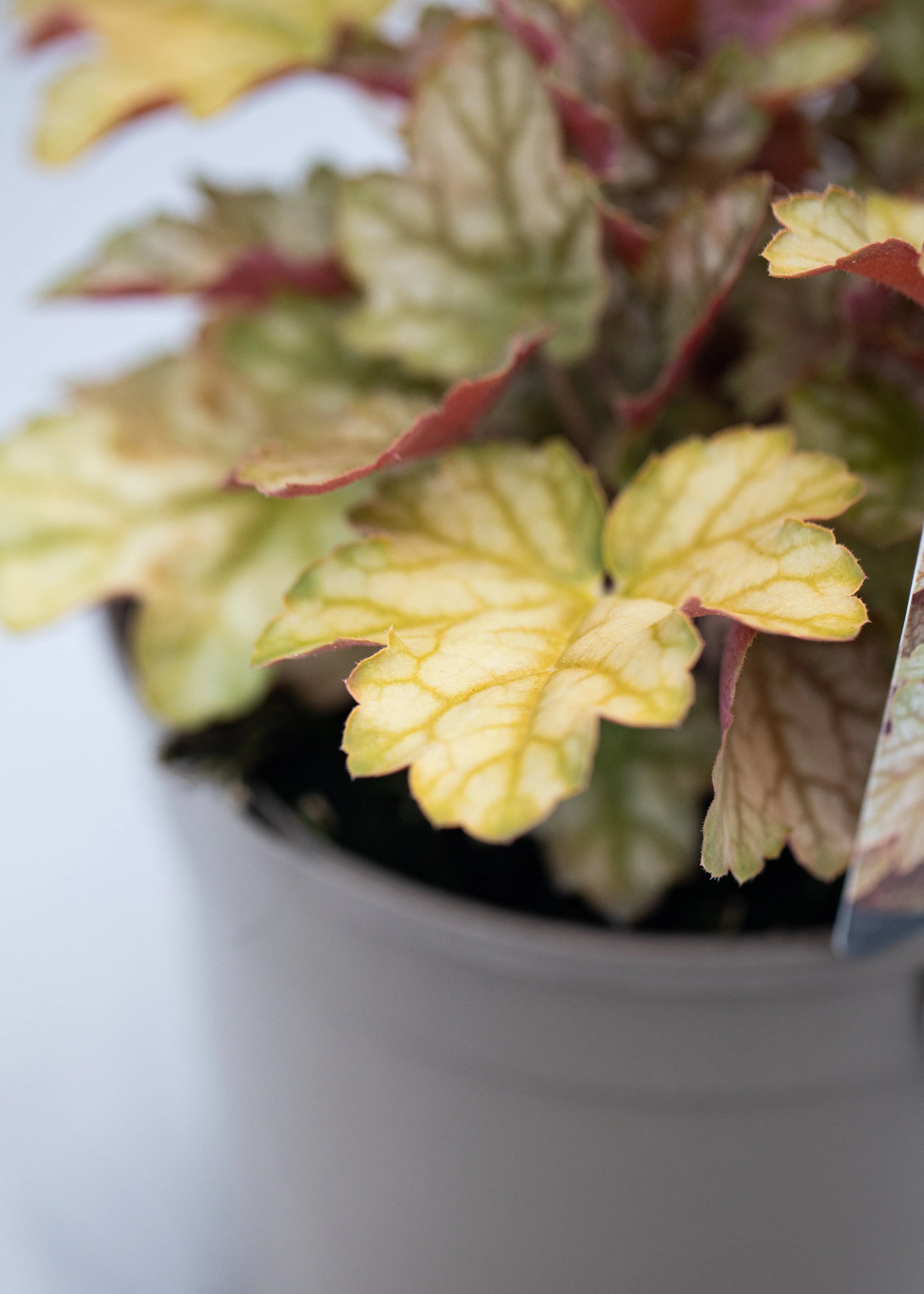 Heuchera 'Ginger Ale'