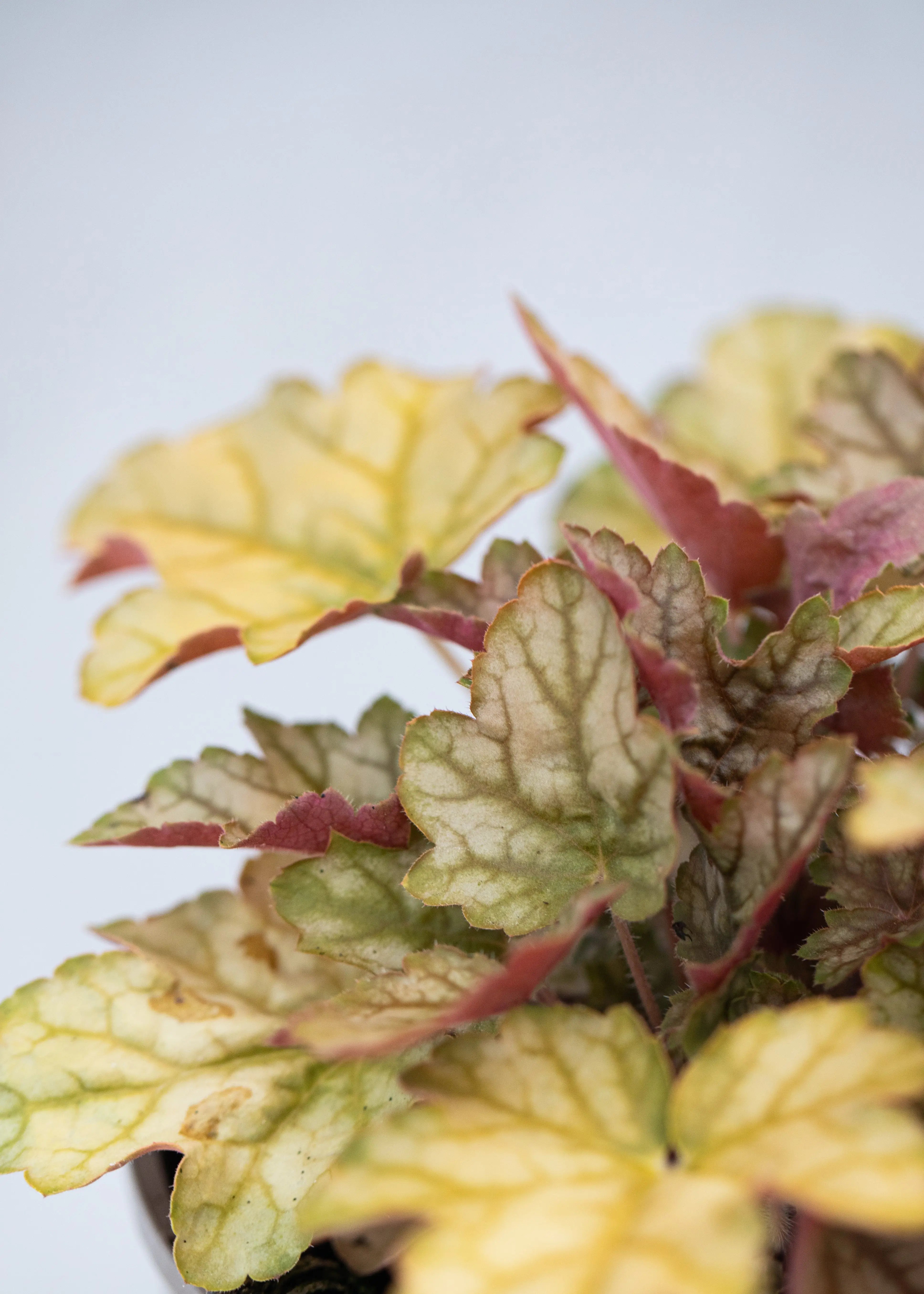 Heuchera 'Ginger Ale'
