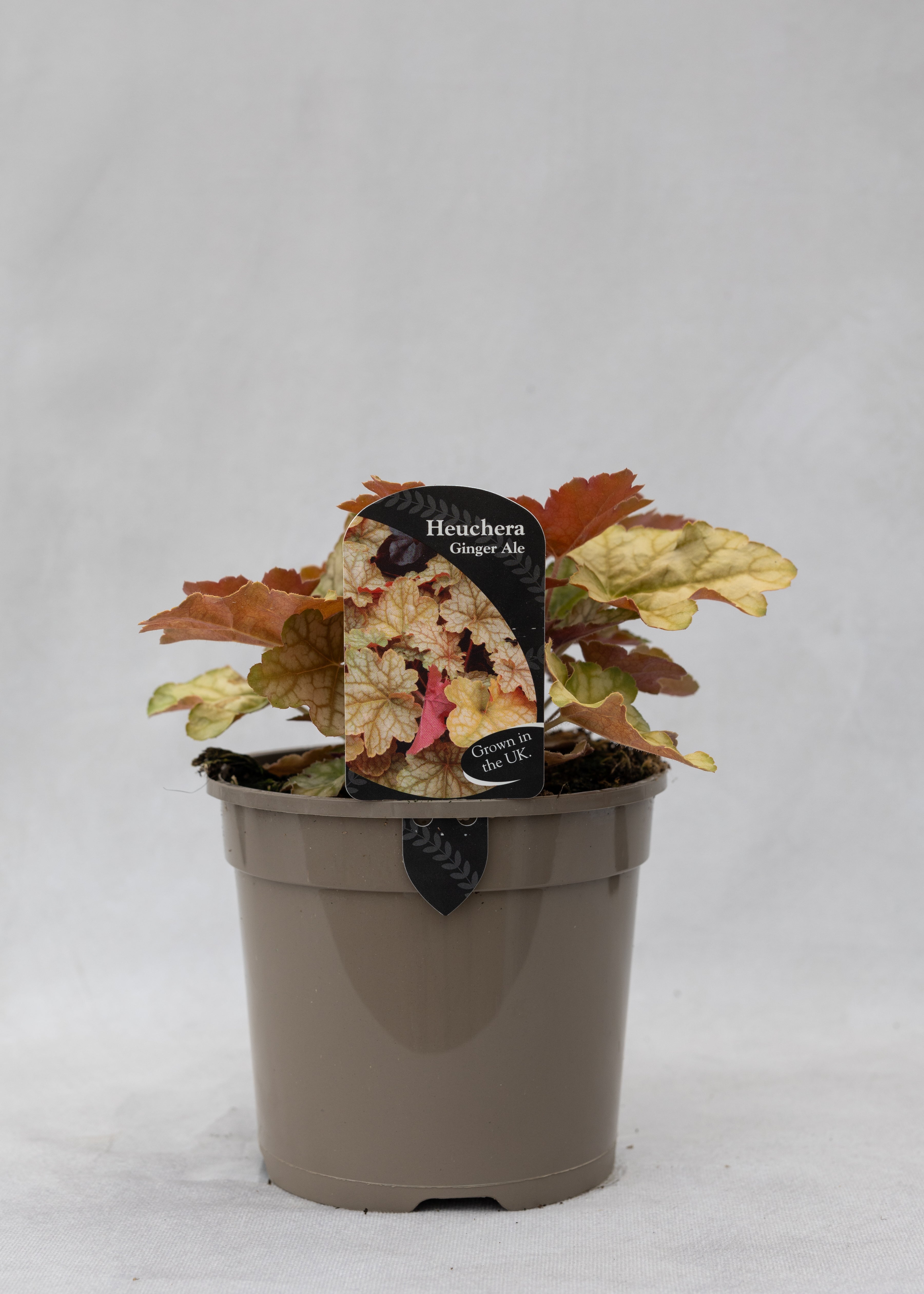 Heuchera 'Ginger Ale'