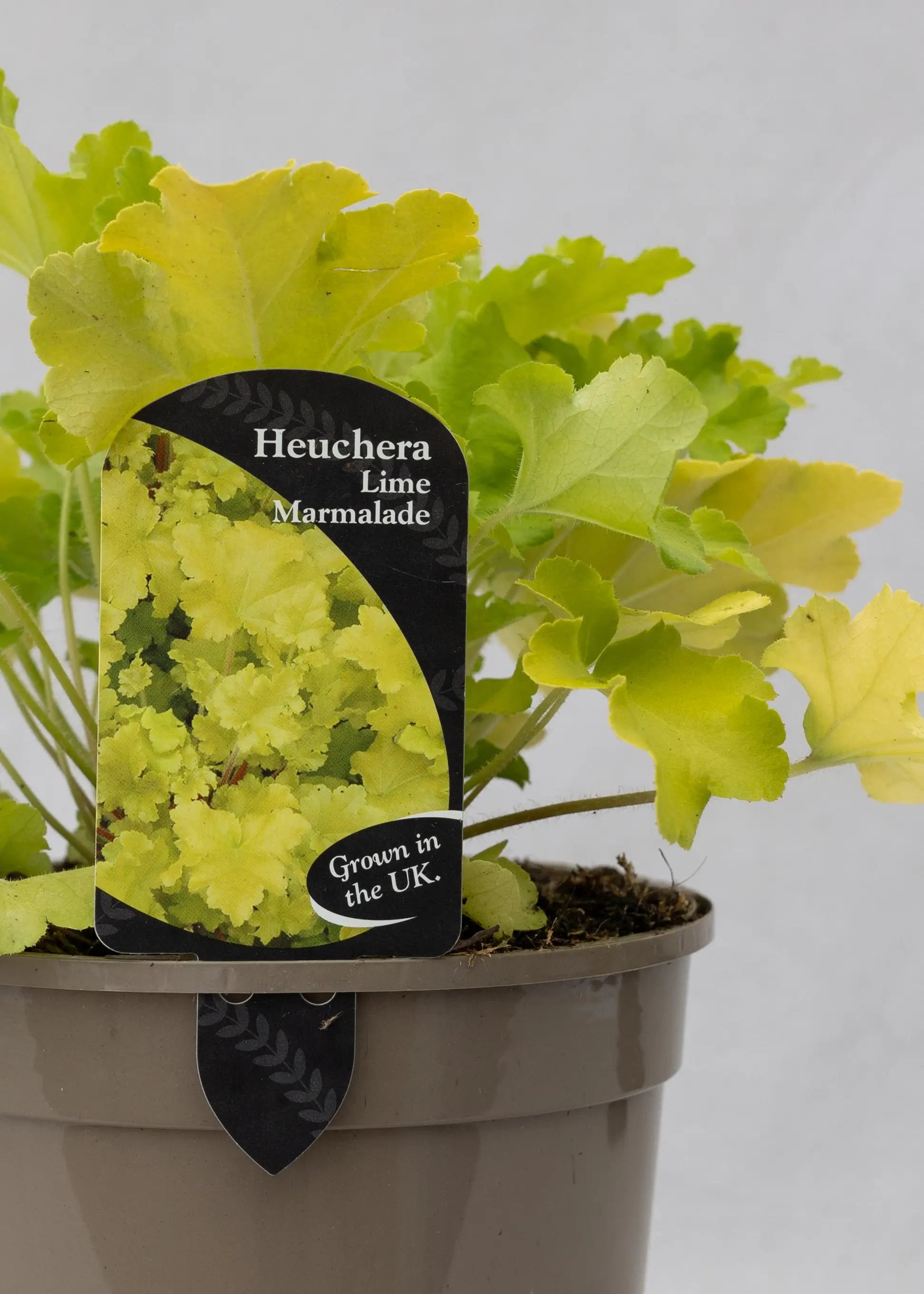 Heuchera 'Lime Marmalade'