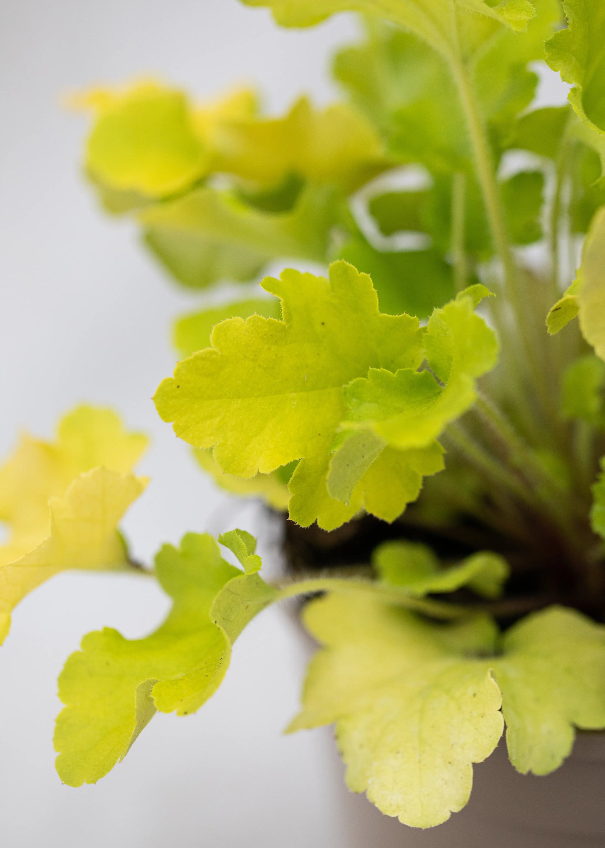 Heuchera 'Lime Marmalade'