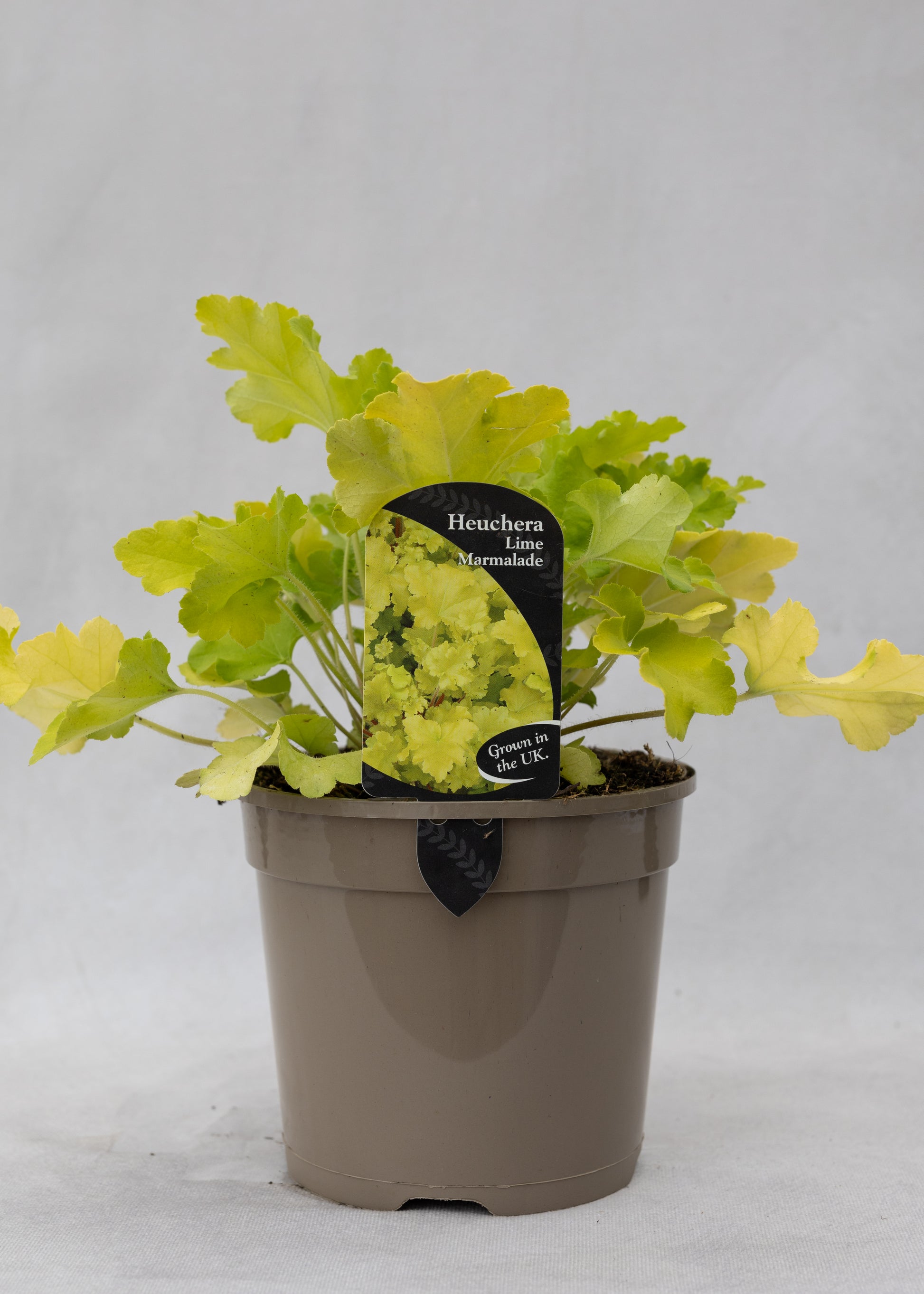 Heuchera 'Lime Marmalade'